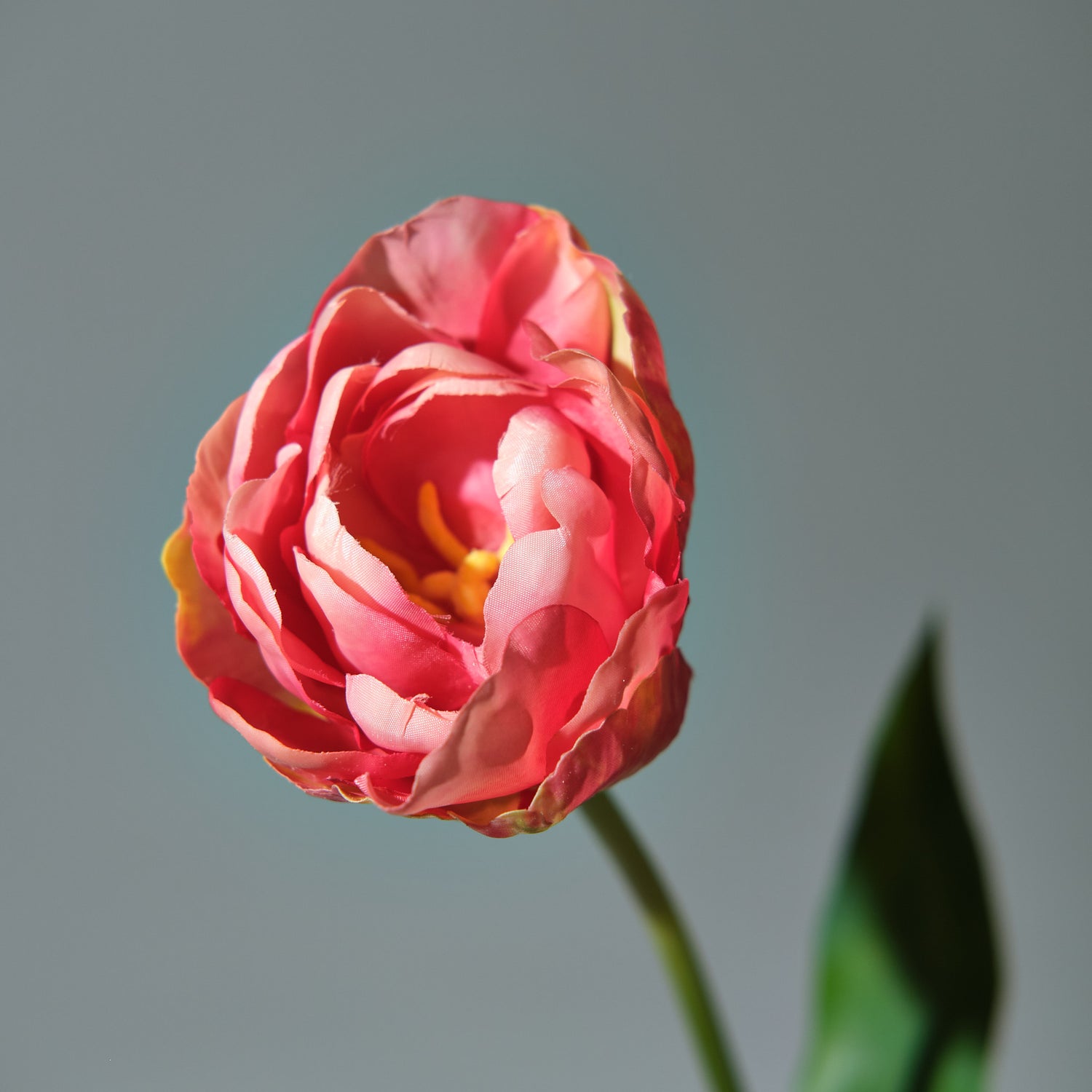 Tulpan Beauty - FLORISSMA