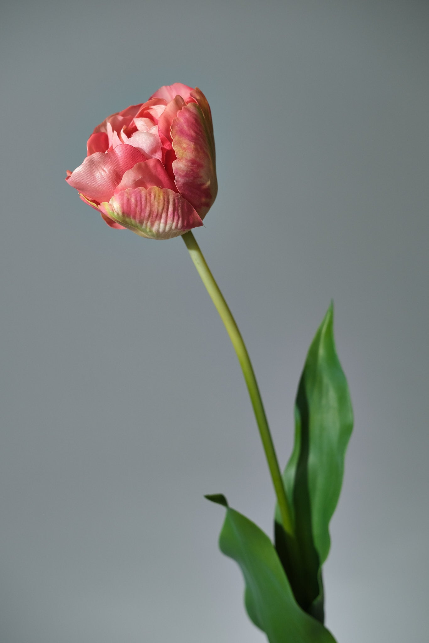 Tulpan Beauty - FLORISSMA