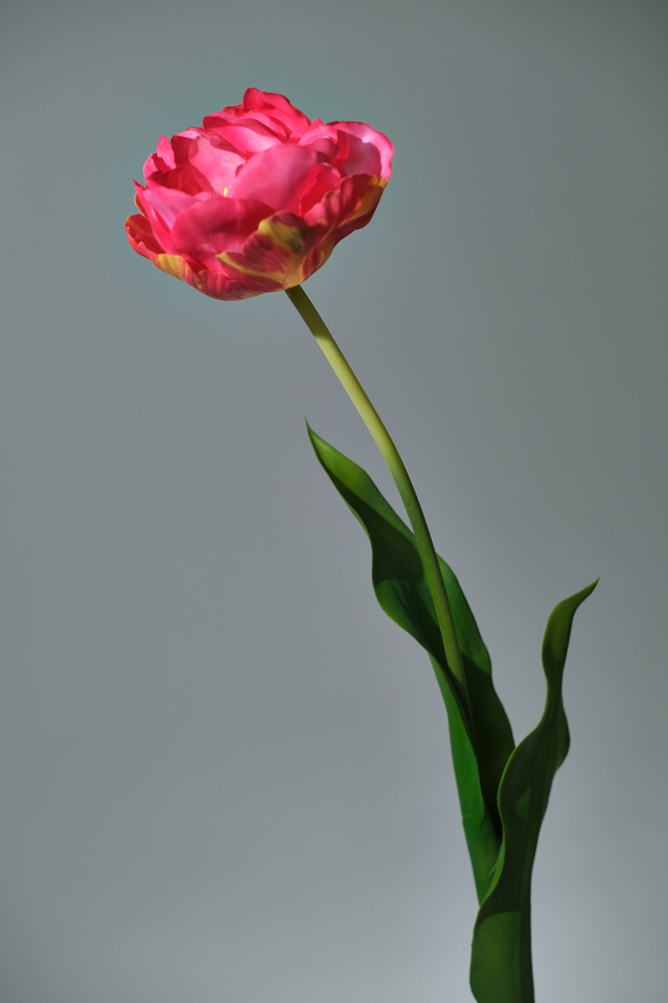 Tulpan Beauty - FLORISSMA