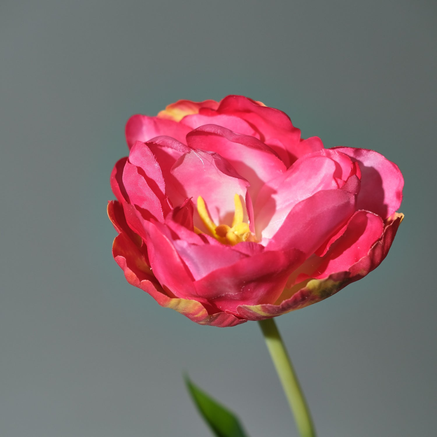 Tulpan Beauty - FLORISSMA