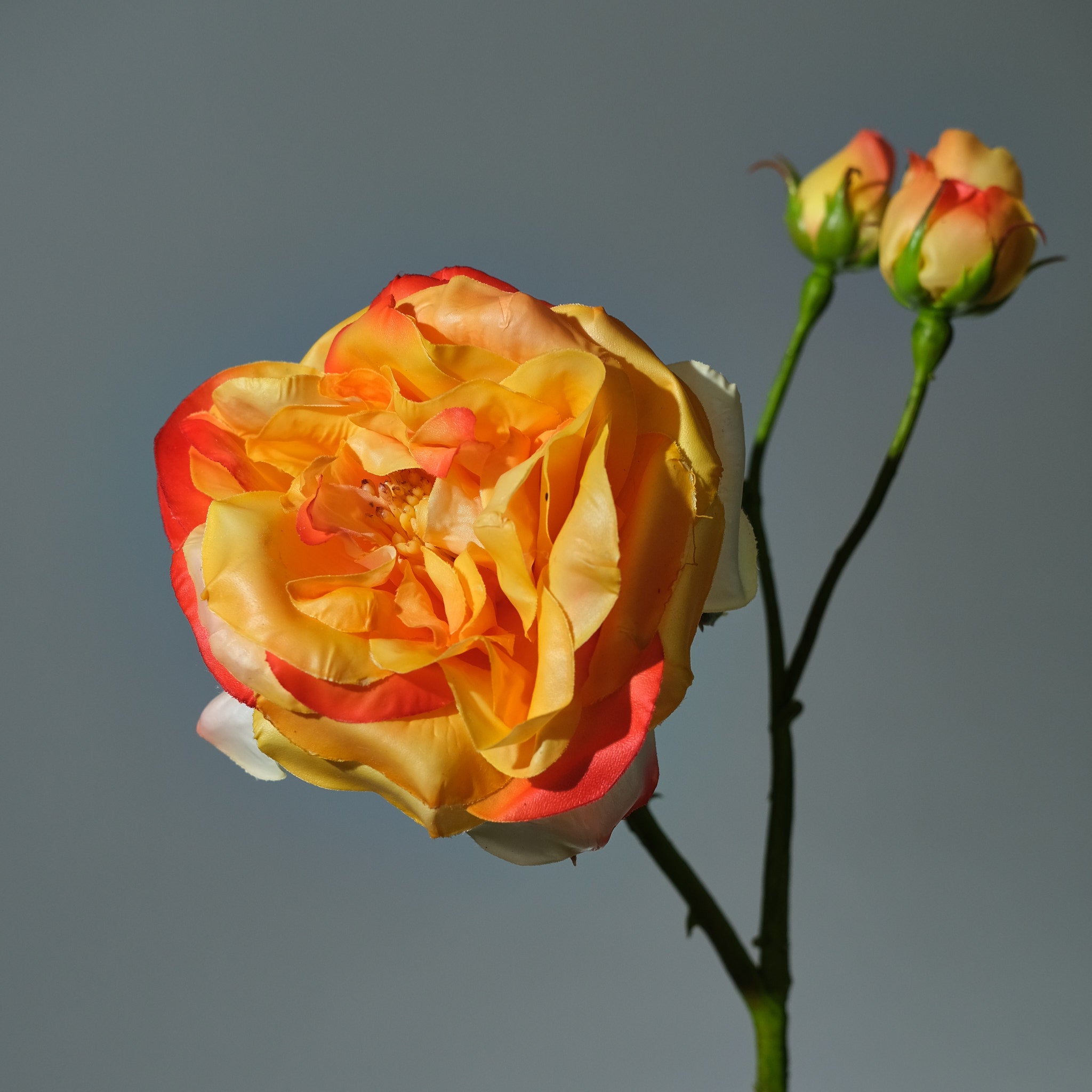 Konstgjord Ros i färgen Gul/Orange Utslagen med Knoppar. Bilden visar en närbild - FLORISSMA