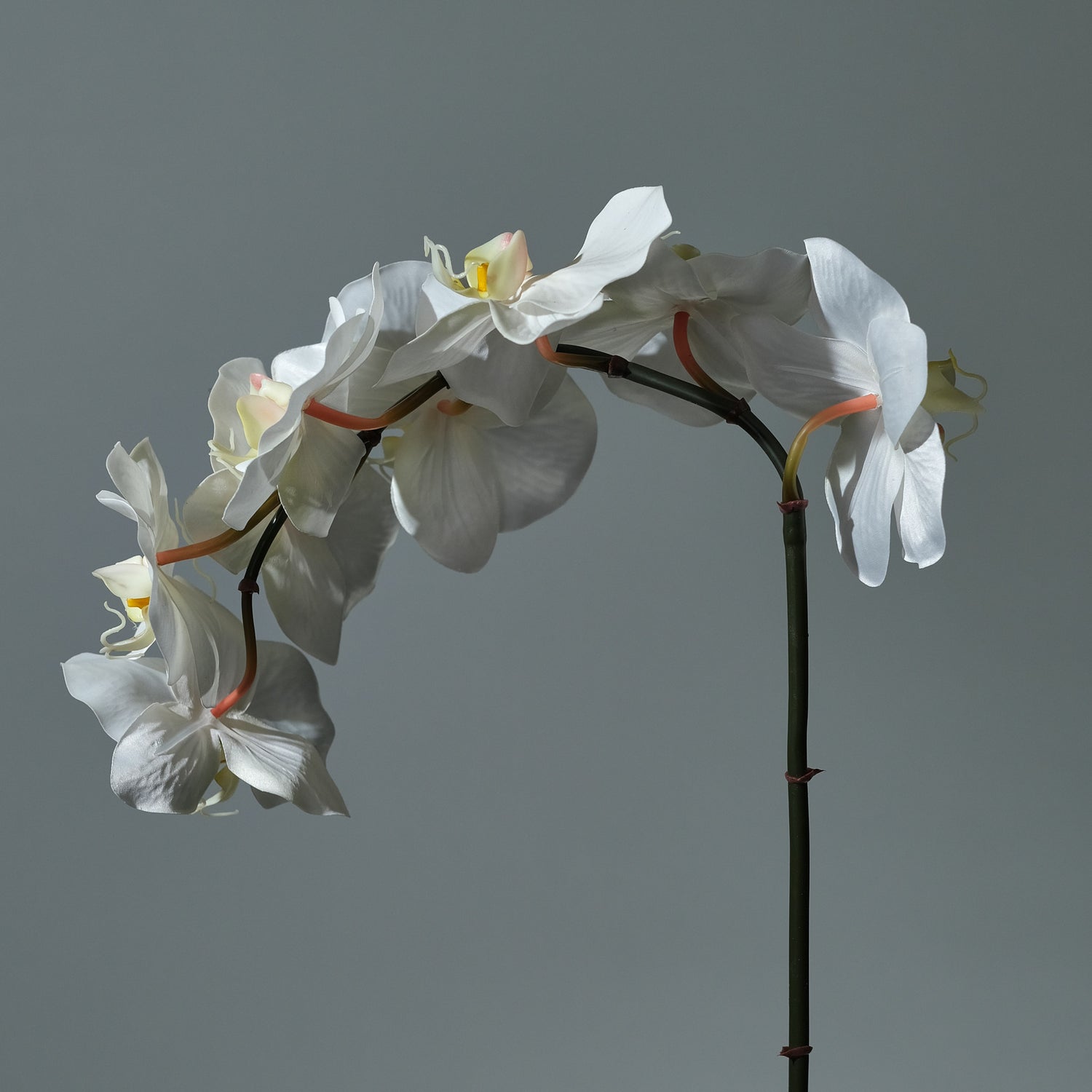 Orkidé Vit - FLORISSMA