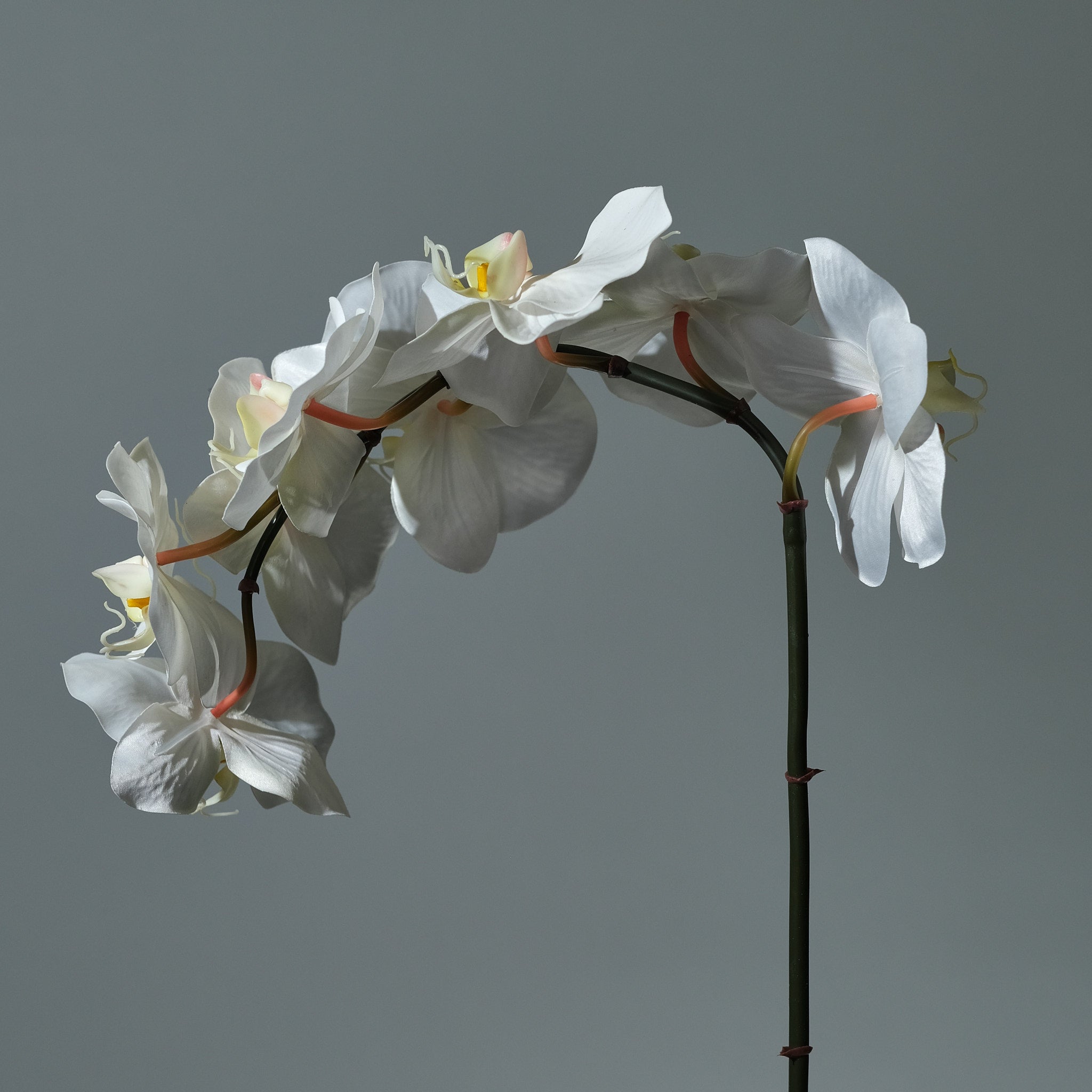Orkidé Vit - FLORISSMA