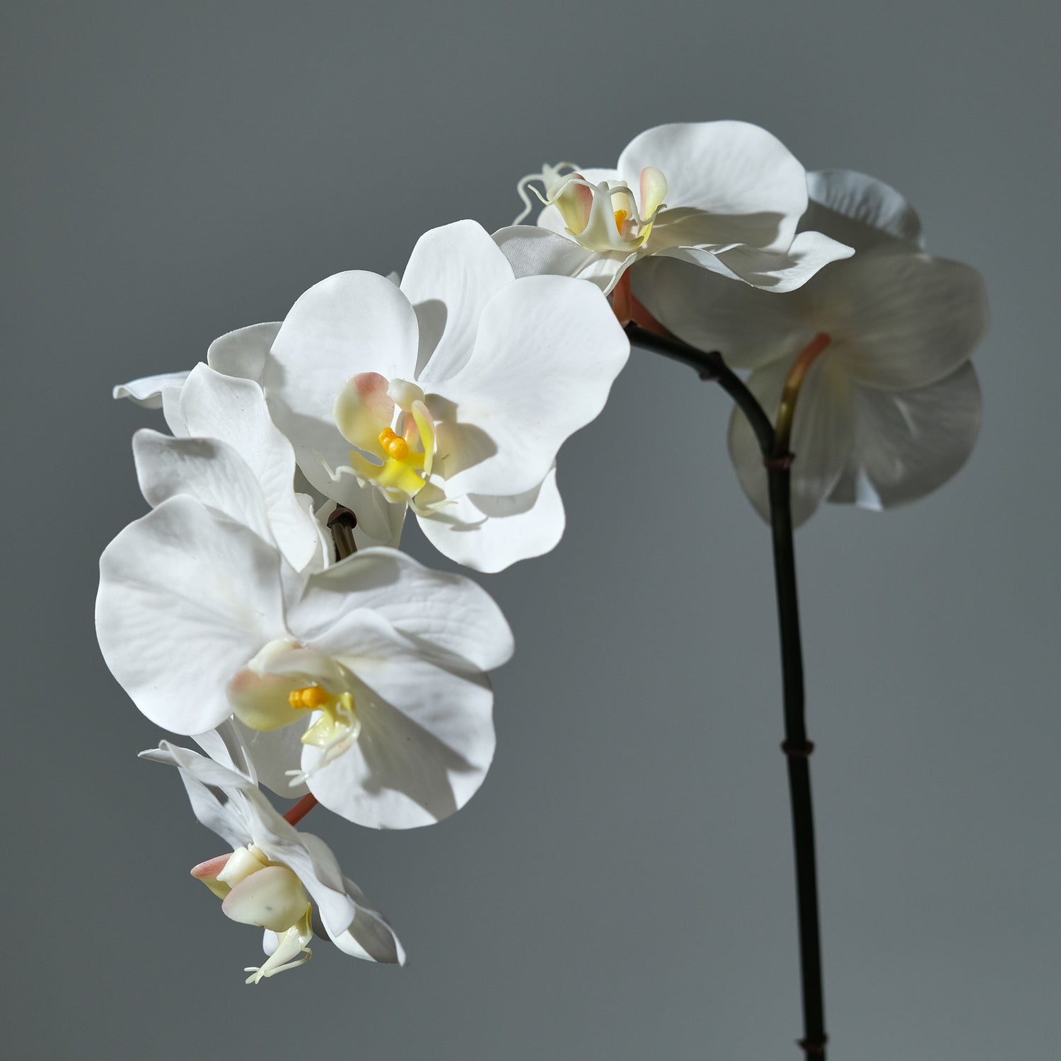 Orkidé Vit - FLORISSMA