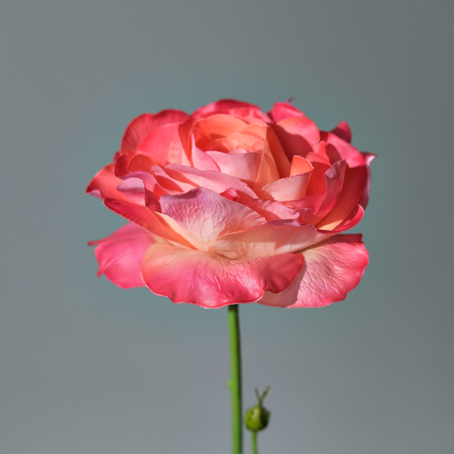 Ros Rosa - FLORISSMA