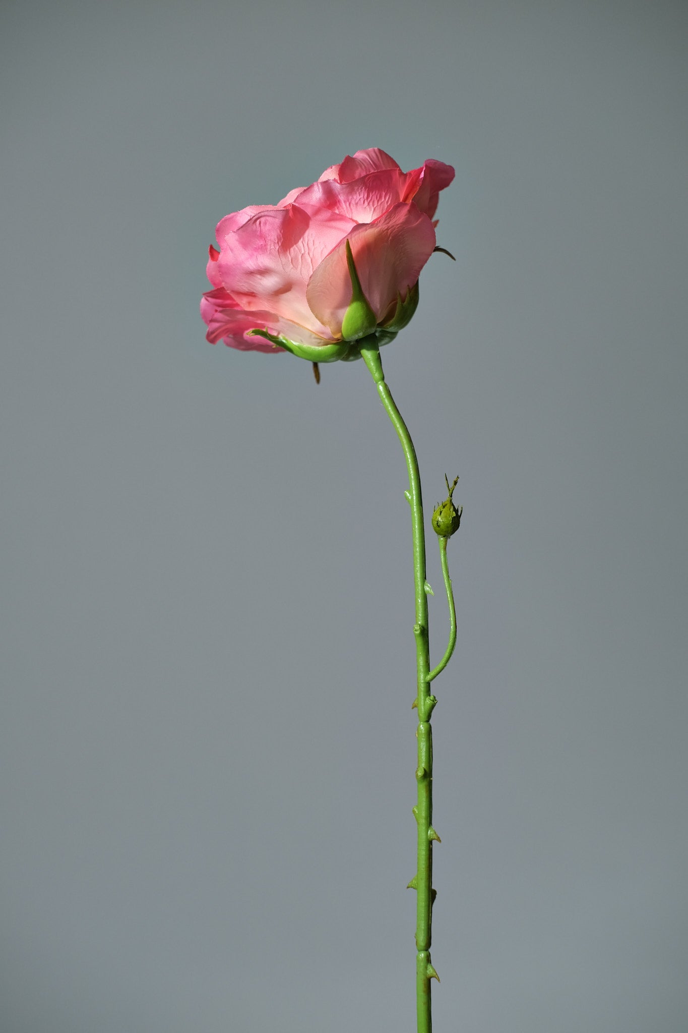 Ros Rosa - FLORISSMA