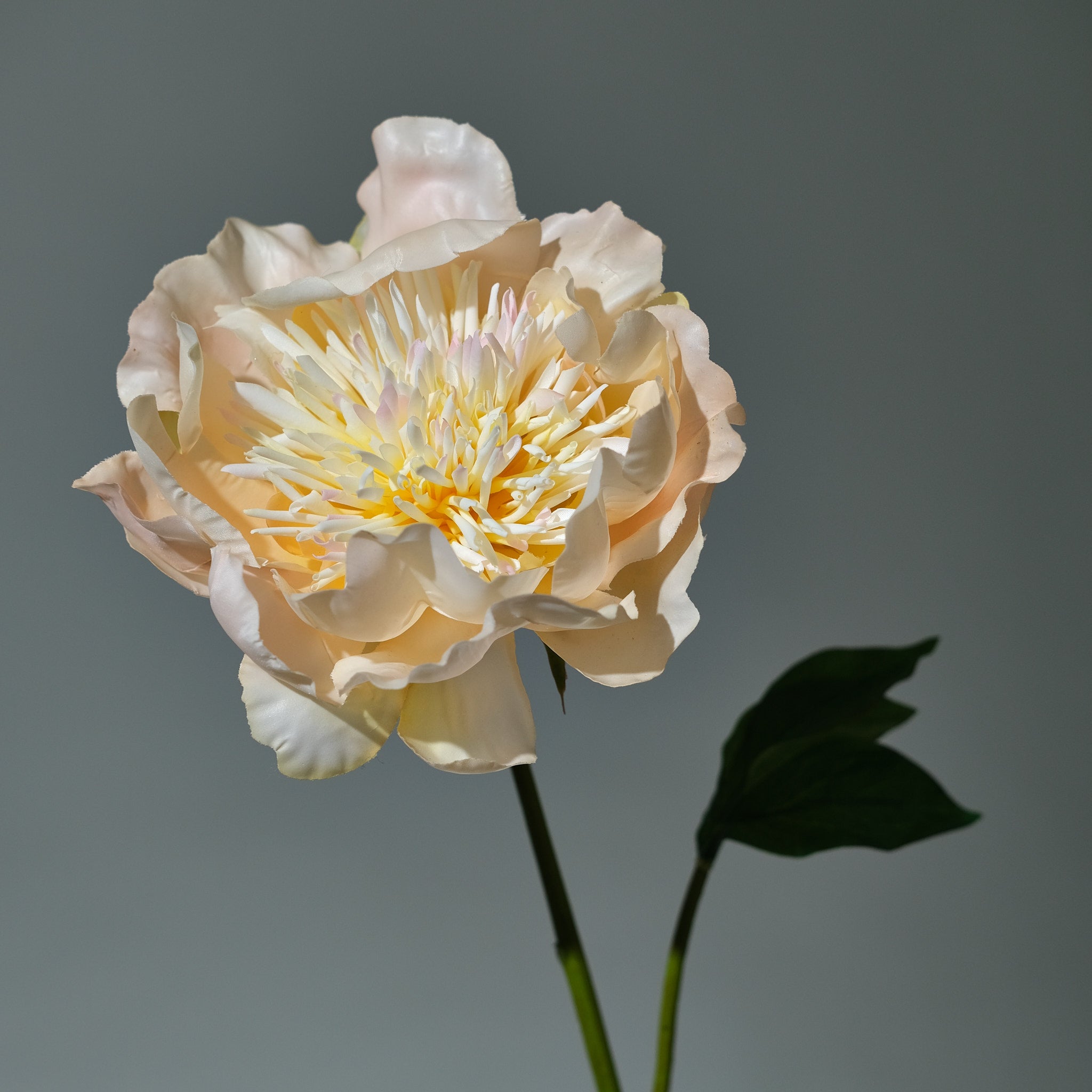 Pion Persika - FLORISSMA