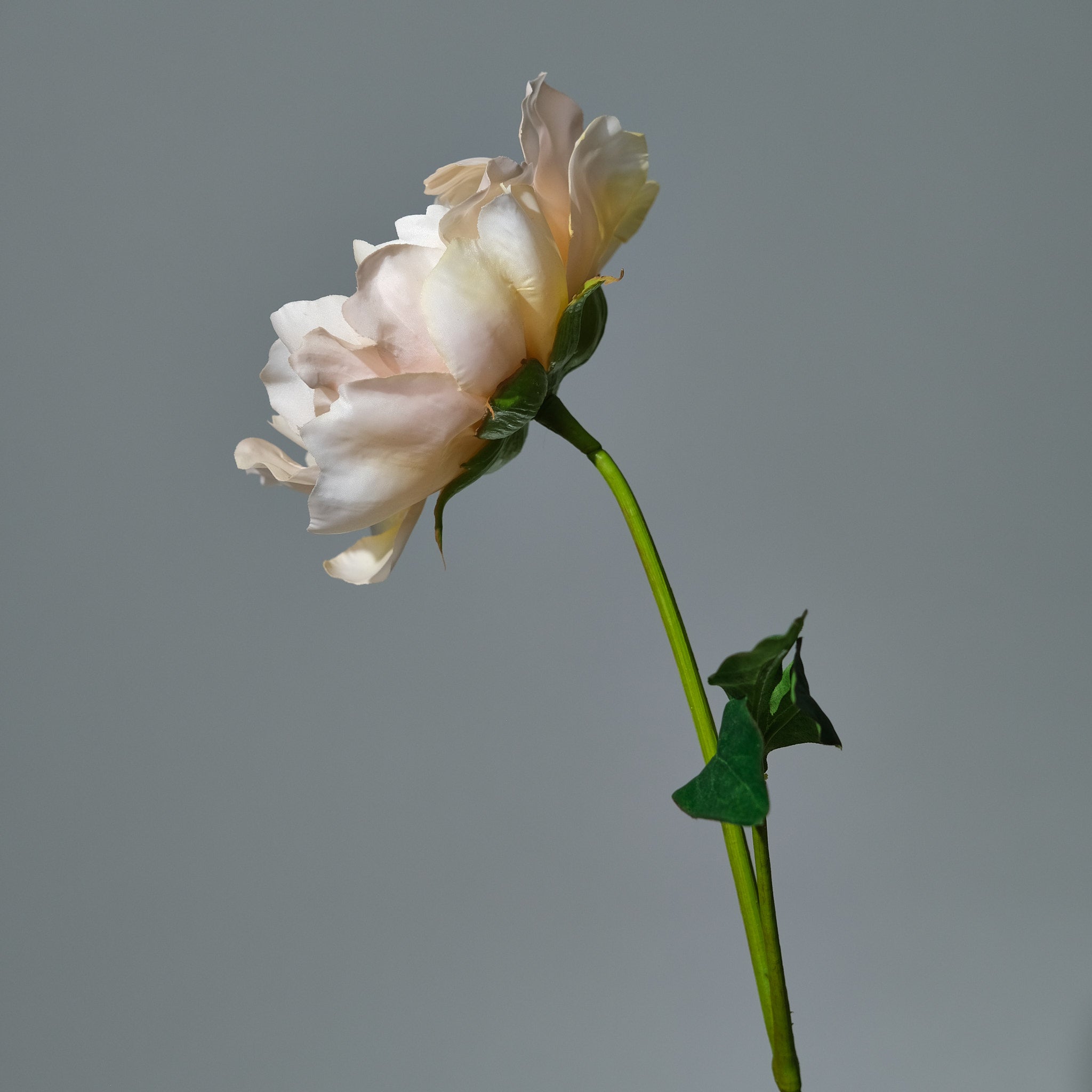 Pion Persika - FLORISSMA
