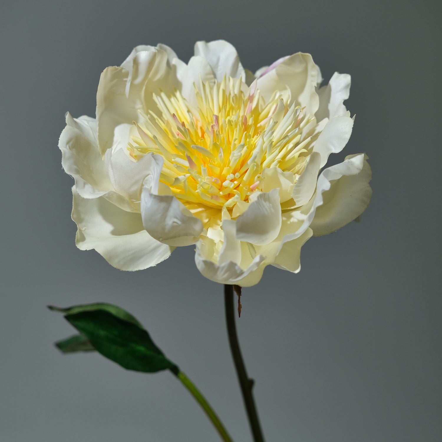 Pion Creme - FLORISSMA