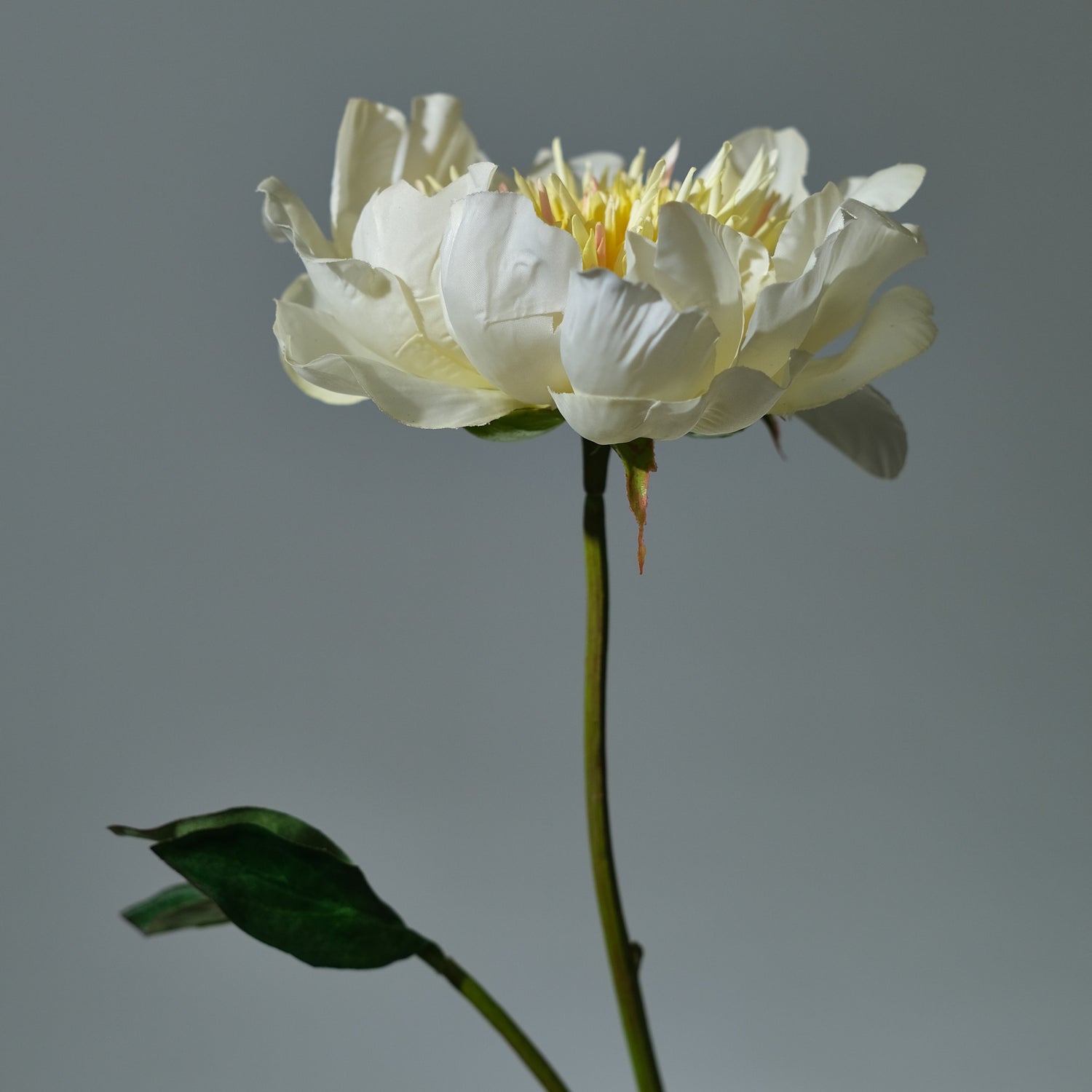 Pion Creme - FLORISSMA