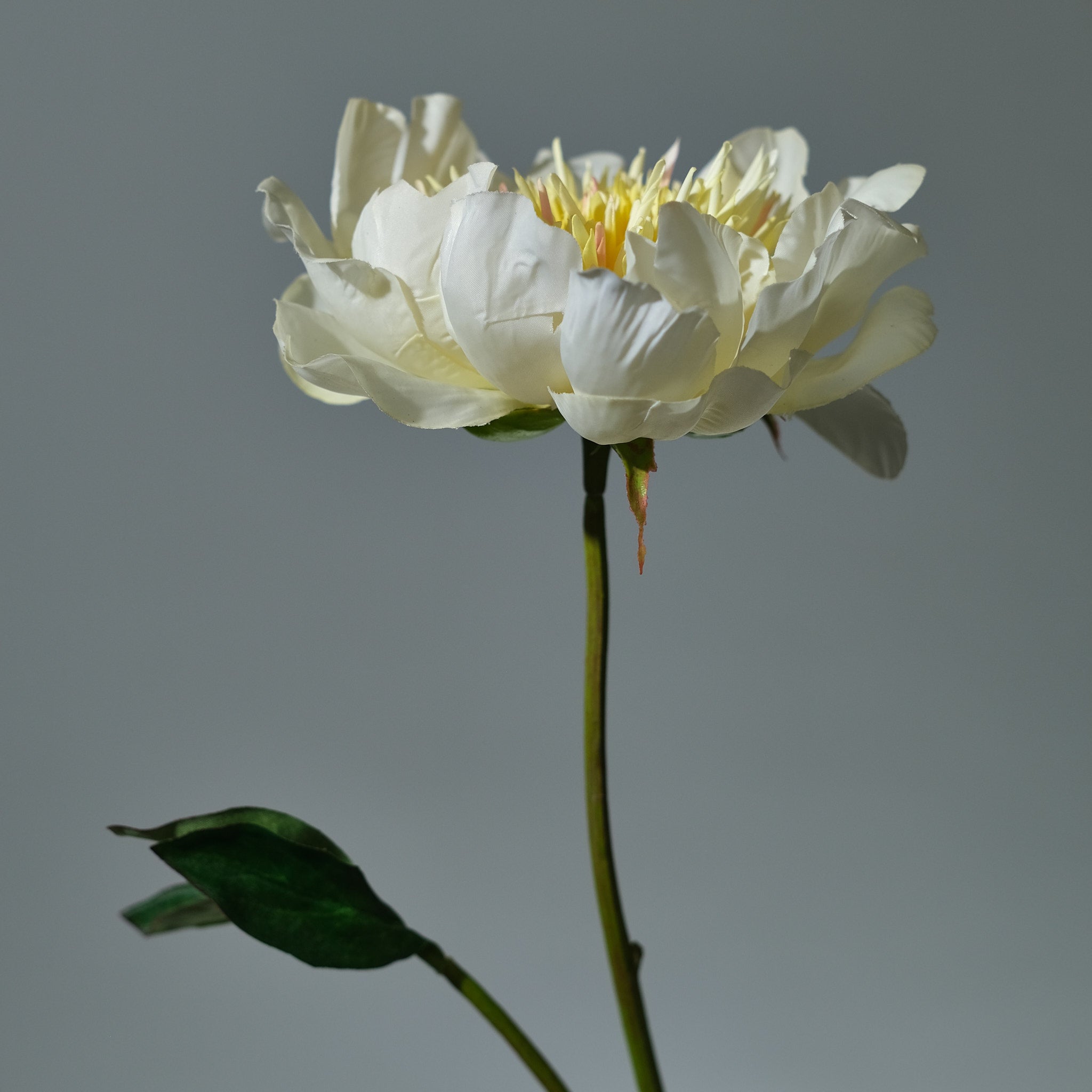 Pion Creme - FLORISSMA