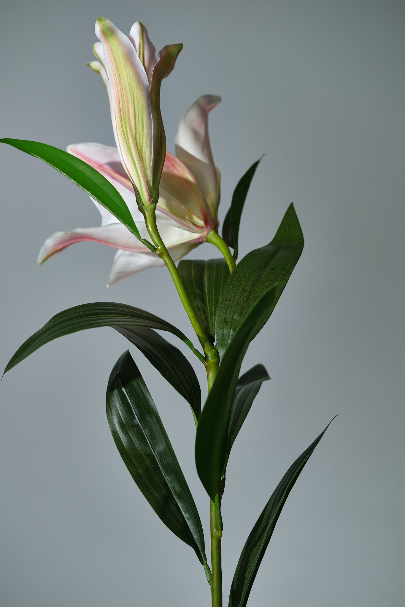 Lilja Rosa/Creme - FLORISSMA