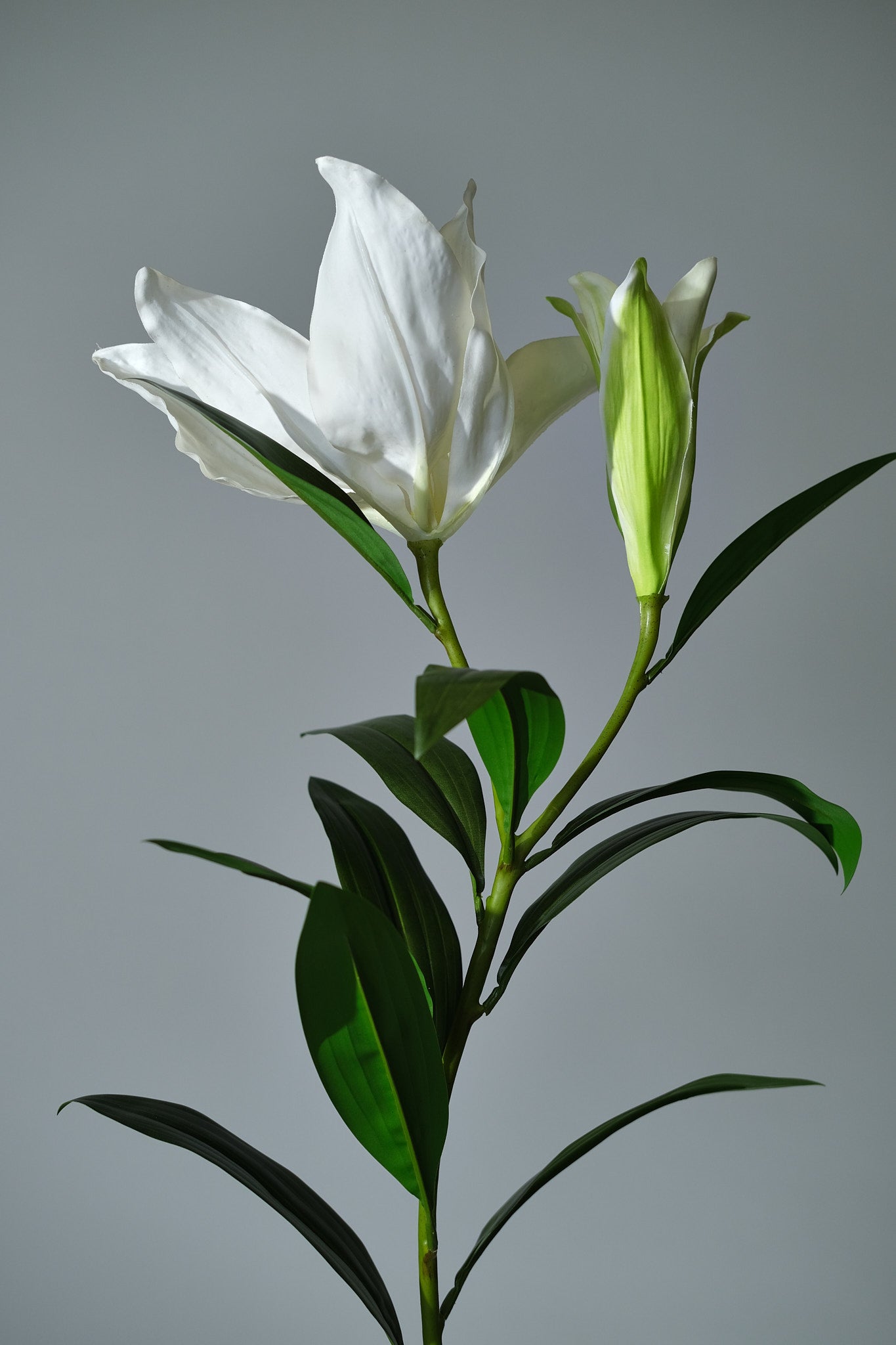 Lilja Vit - FLORISSMA