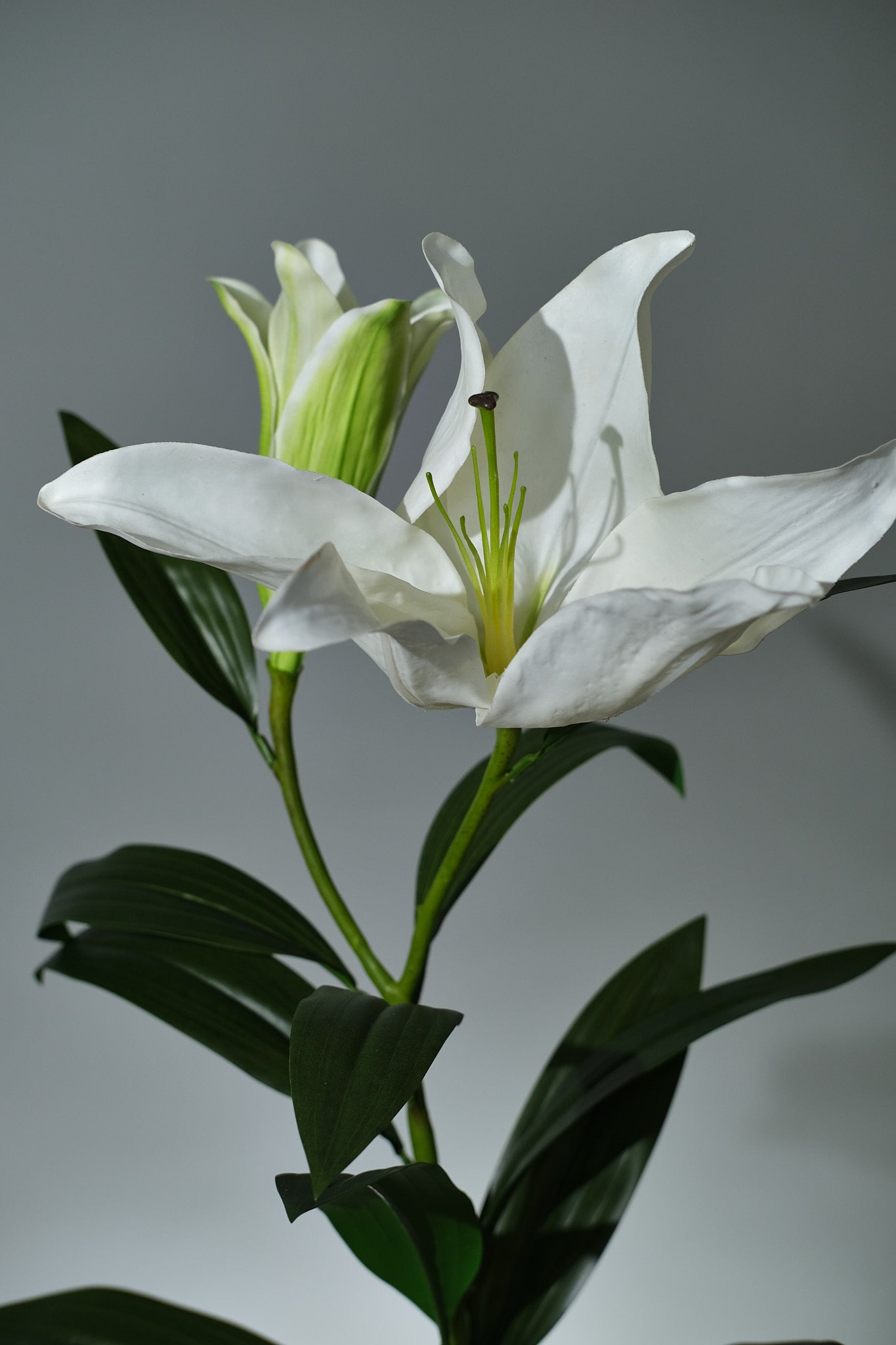 Lilja Vit - FLORISSMA