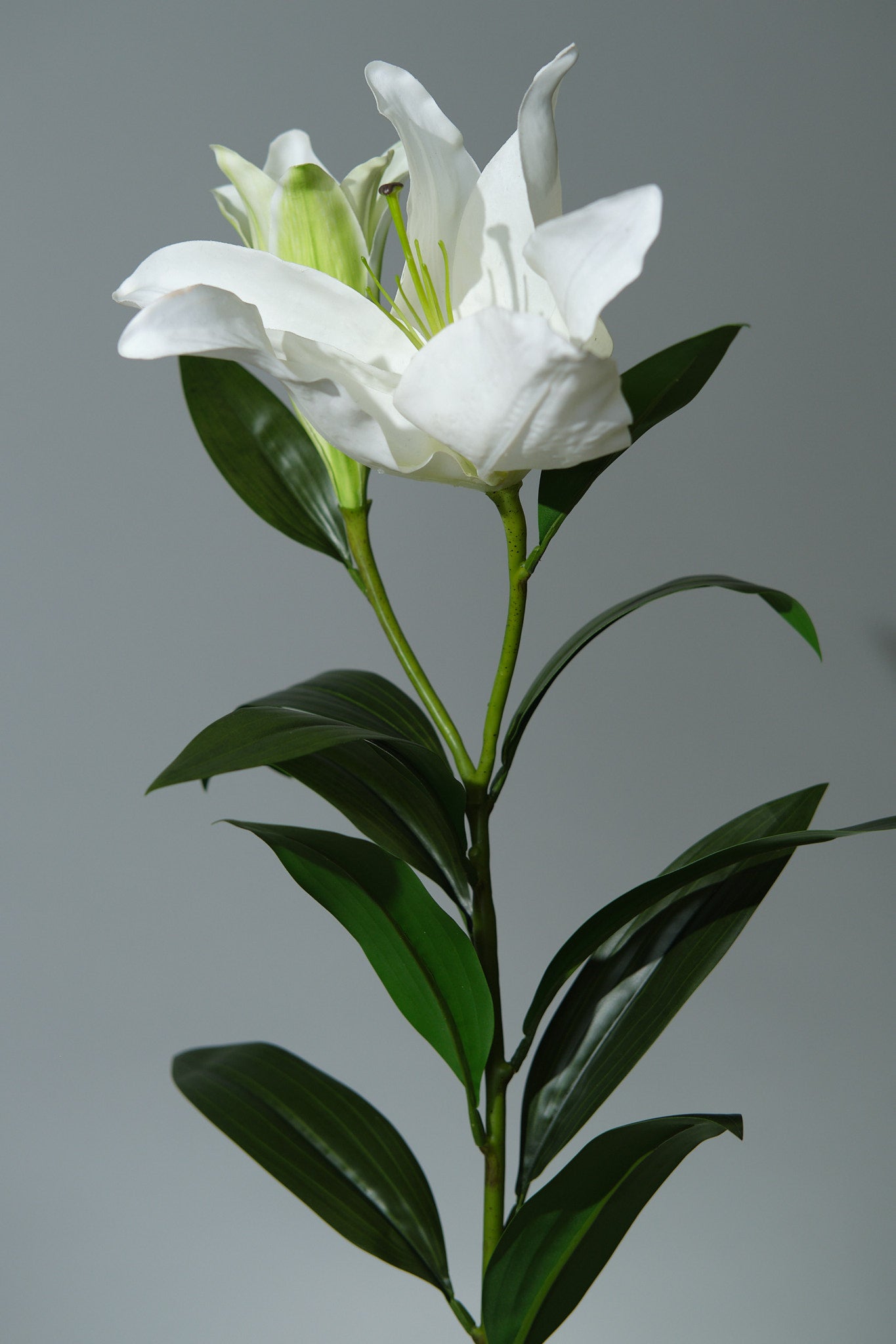 Lilja Vit - FLORISSMA