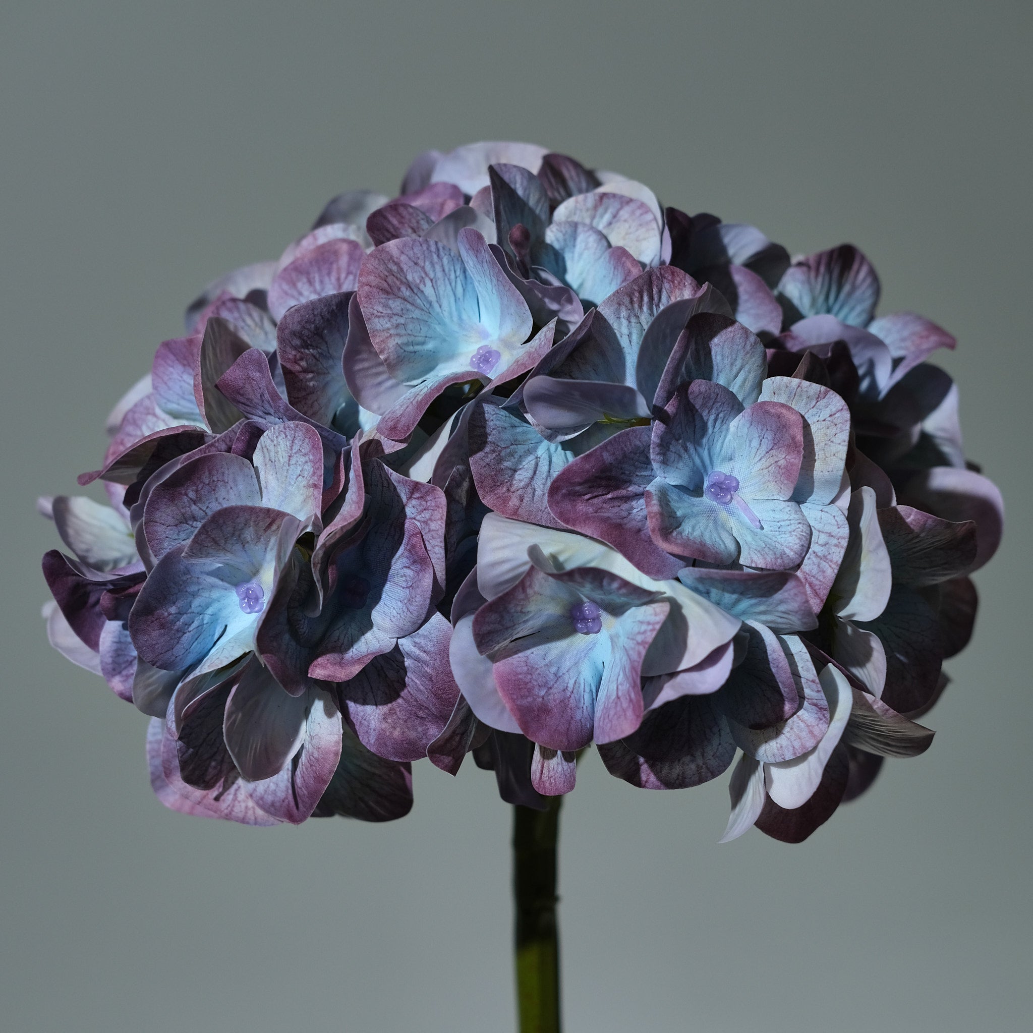 Hortensia Mörkblå - FLORISSMA