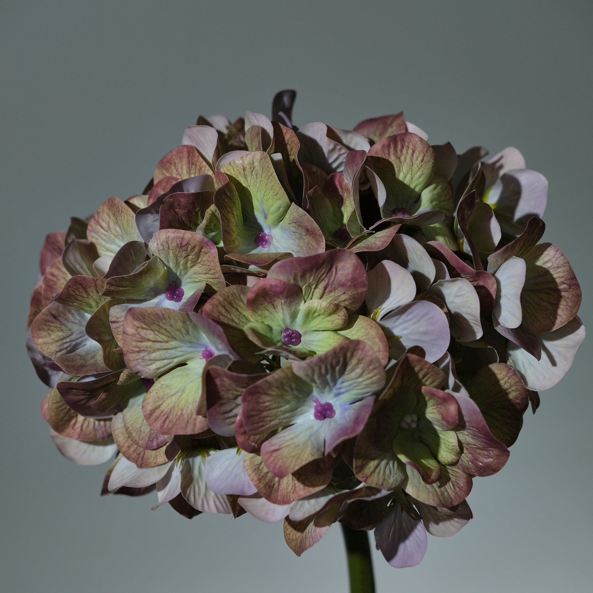 Hortensia Grön - FLORISSMA