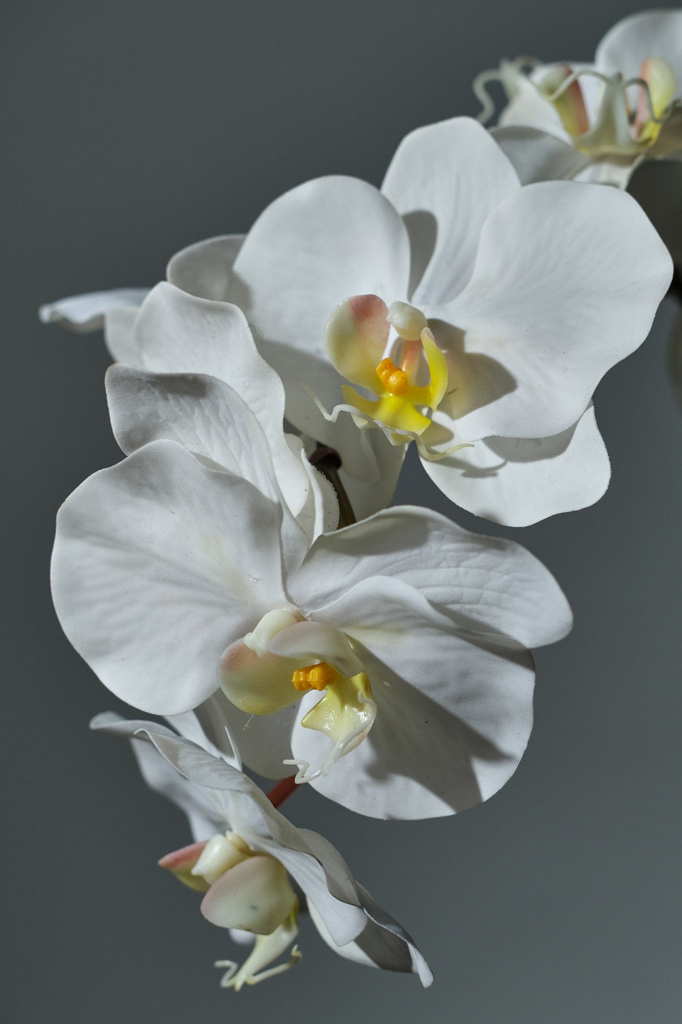 Orkidé Vit - FLORISSMA