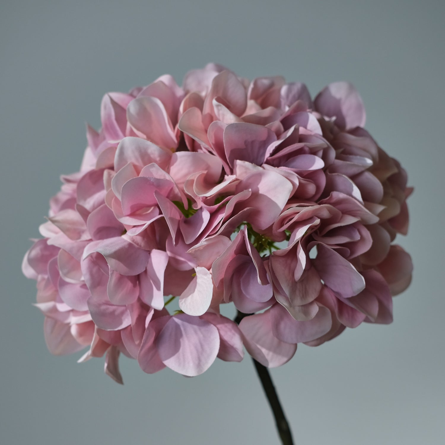 Hortensia Ljusrosa - FLORISSMA