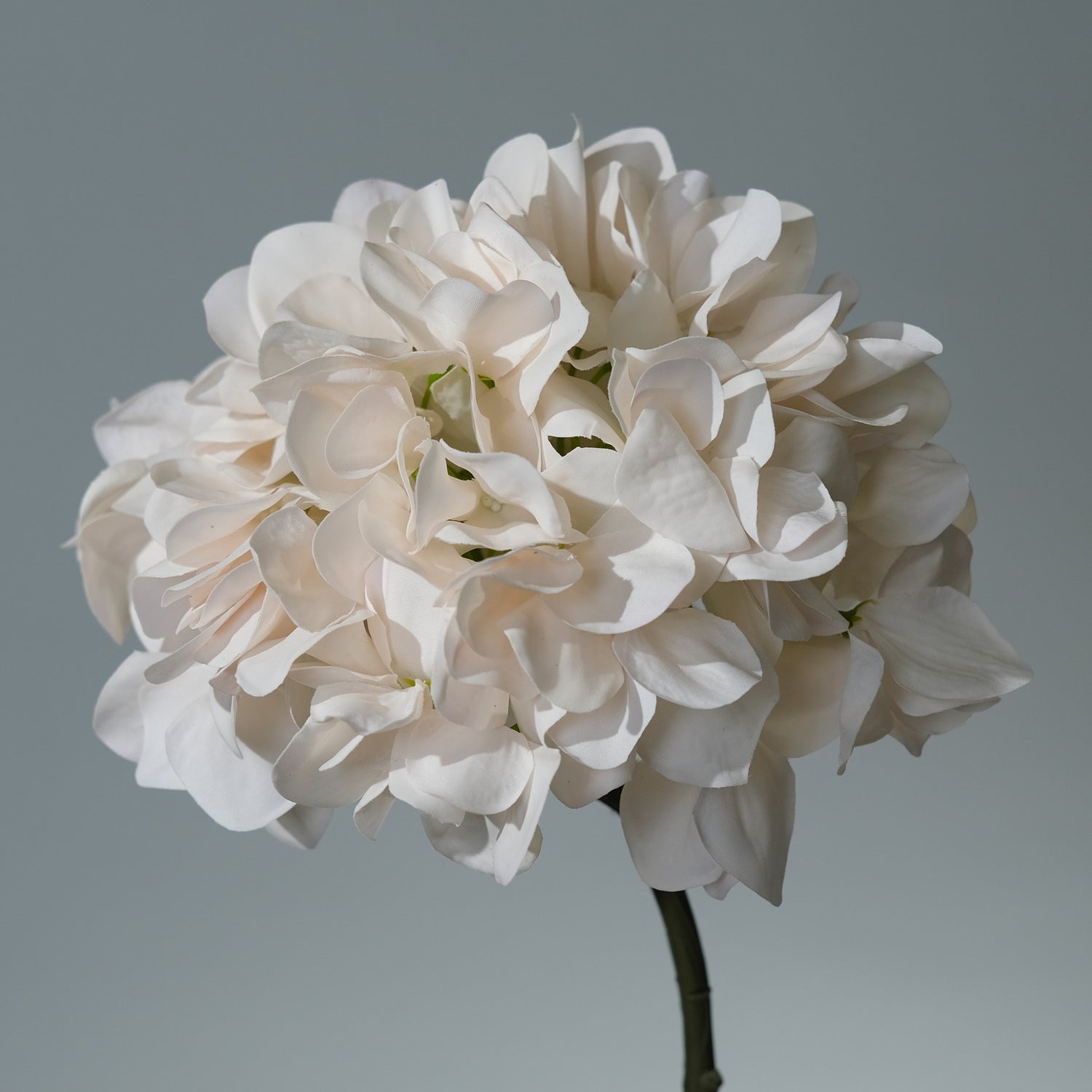 Hortensia Creme/Rosa - FLORISSMA