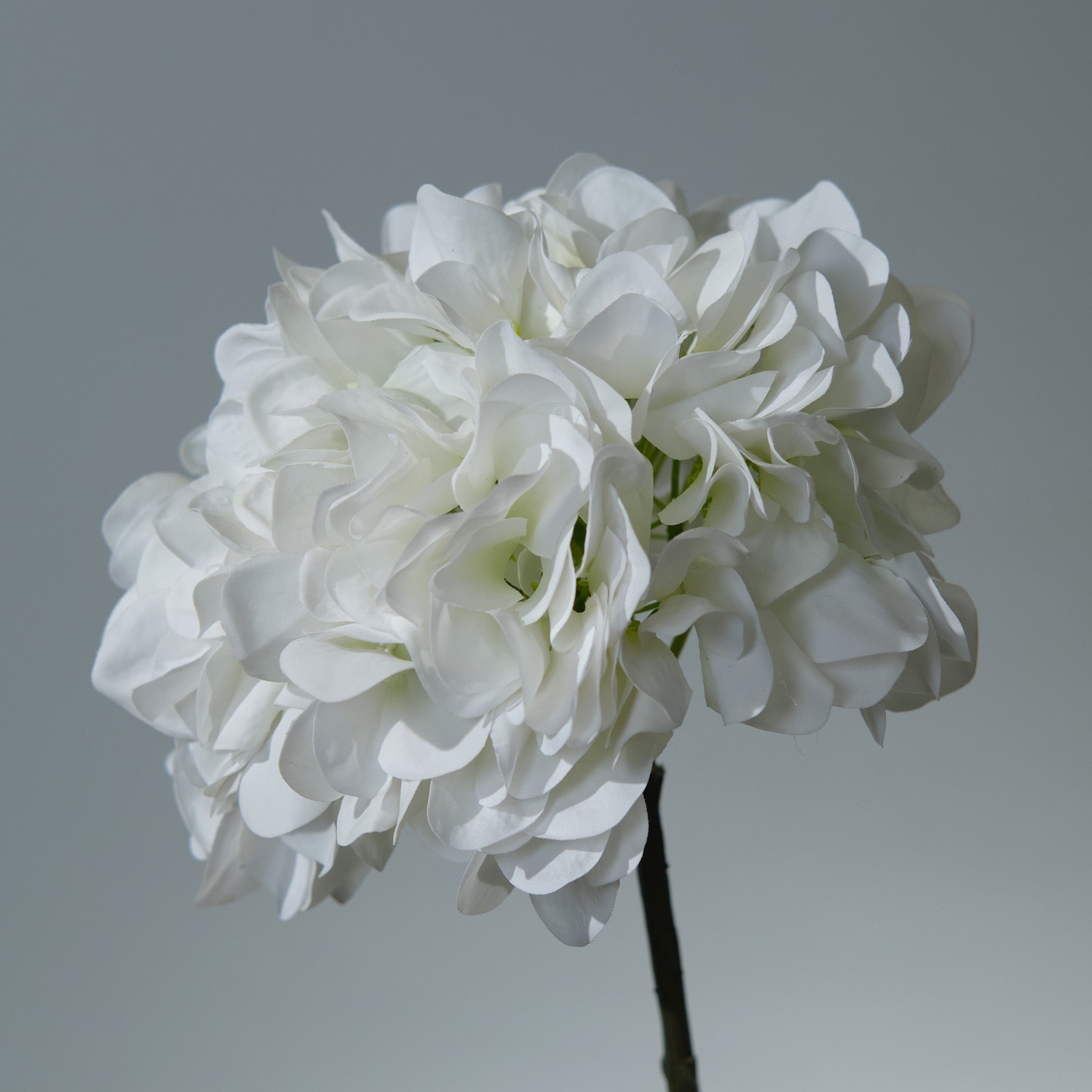Hortensia Vit - FLORISSMA