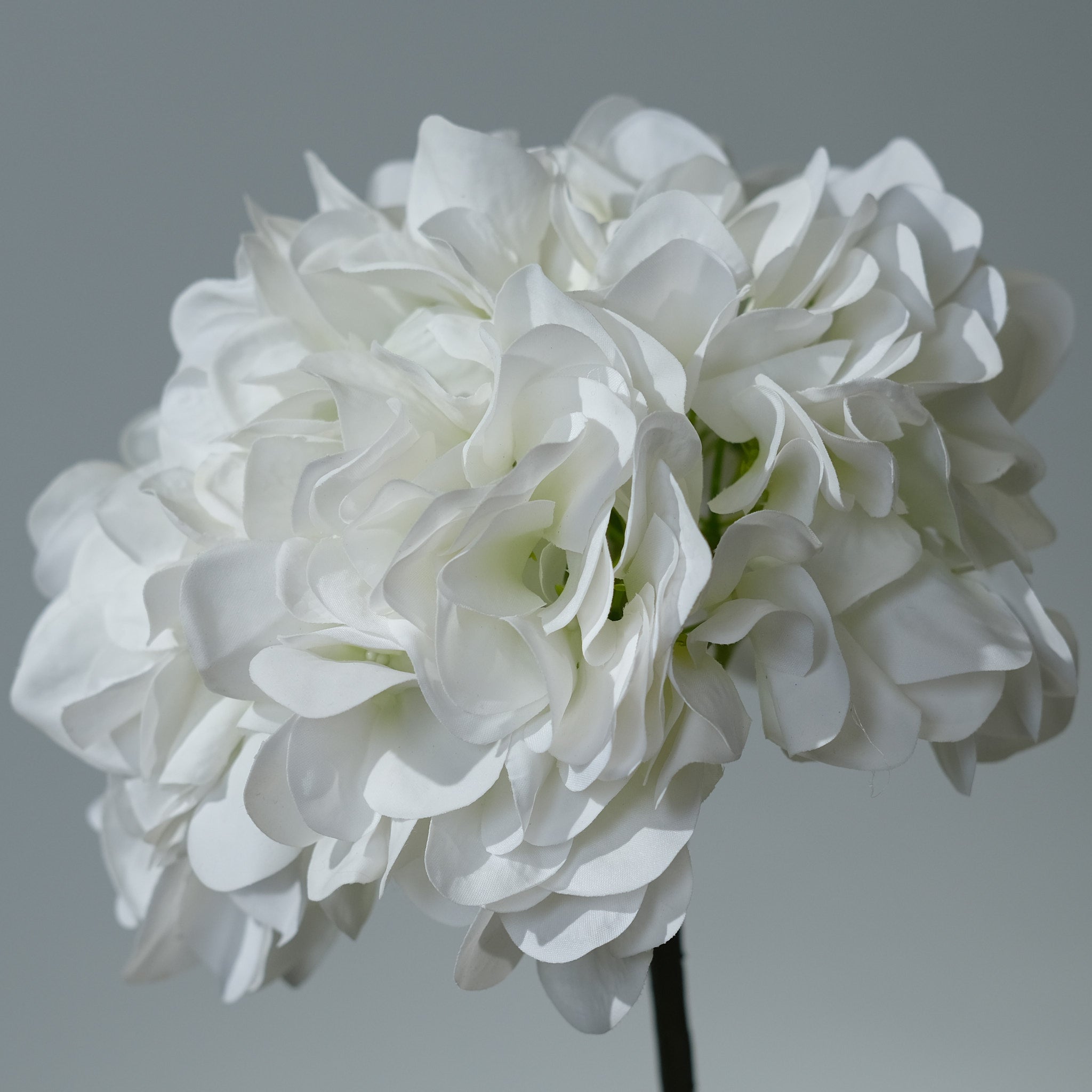 Hortensia Vit - FLORISSMA