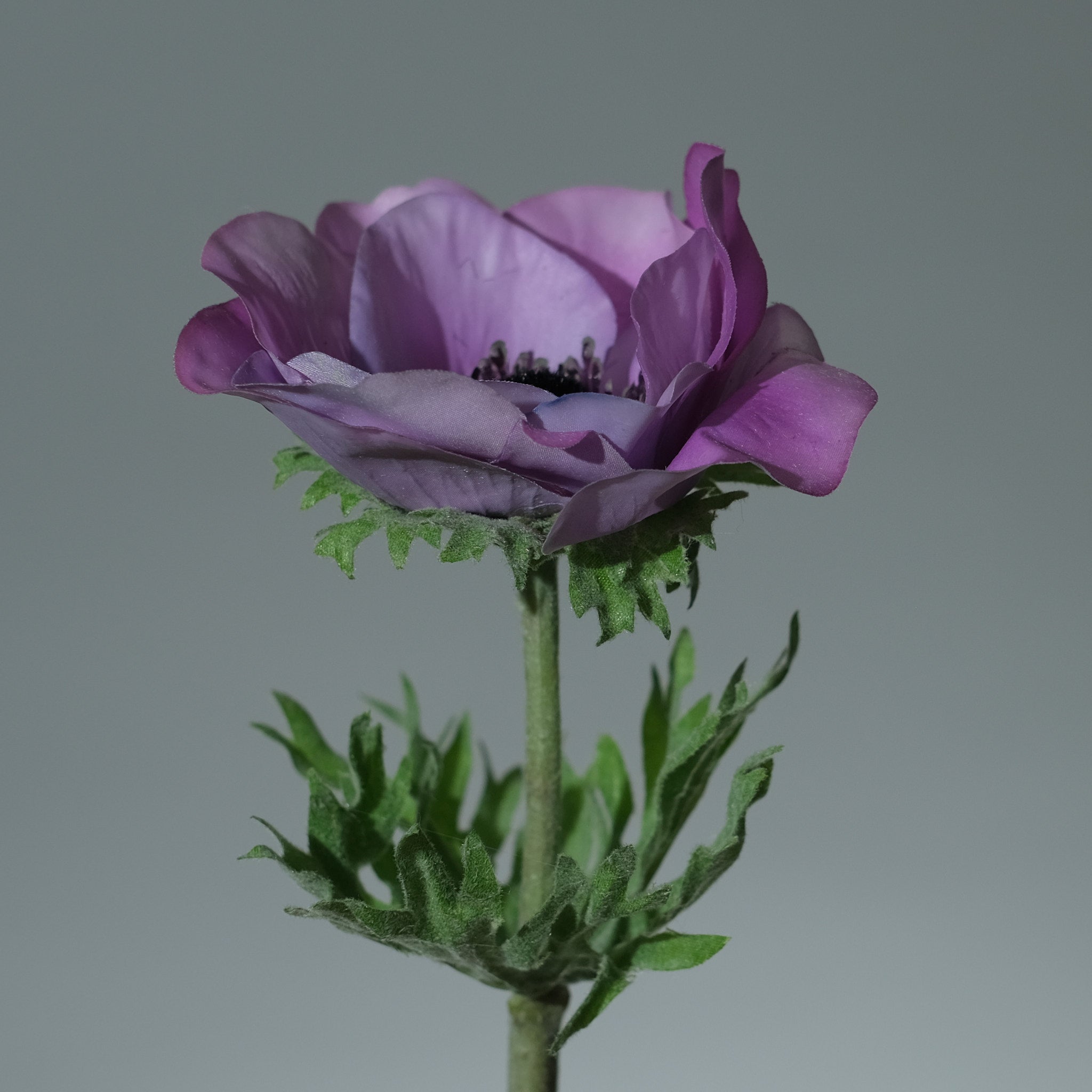 Anemone Lavender