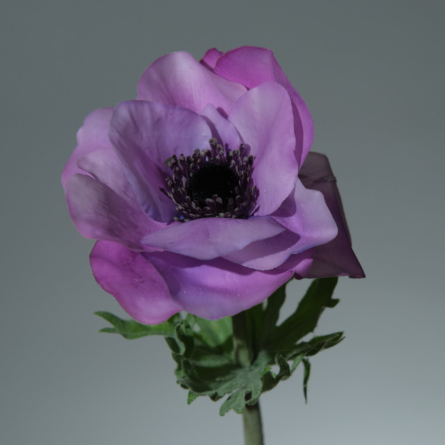 Anemon Lavendel - FLORISSMA