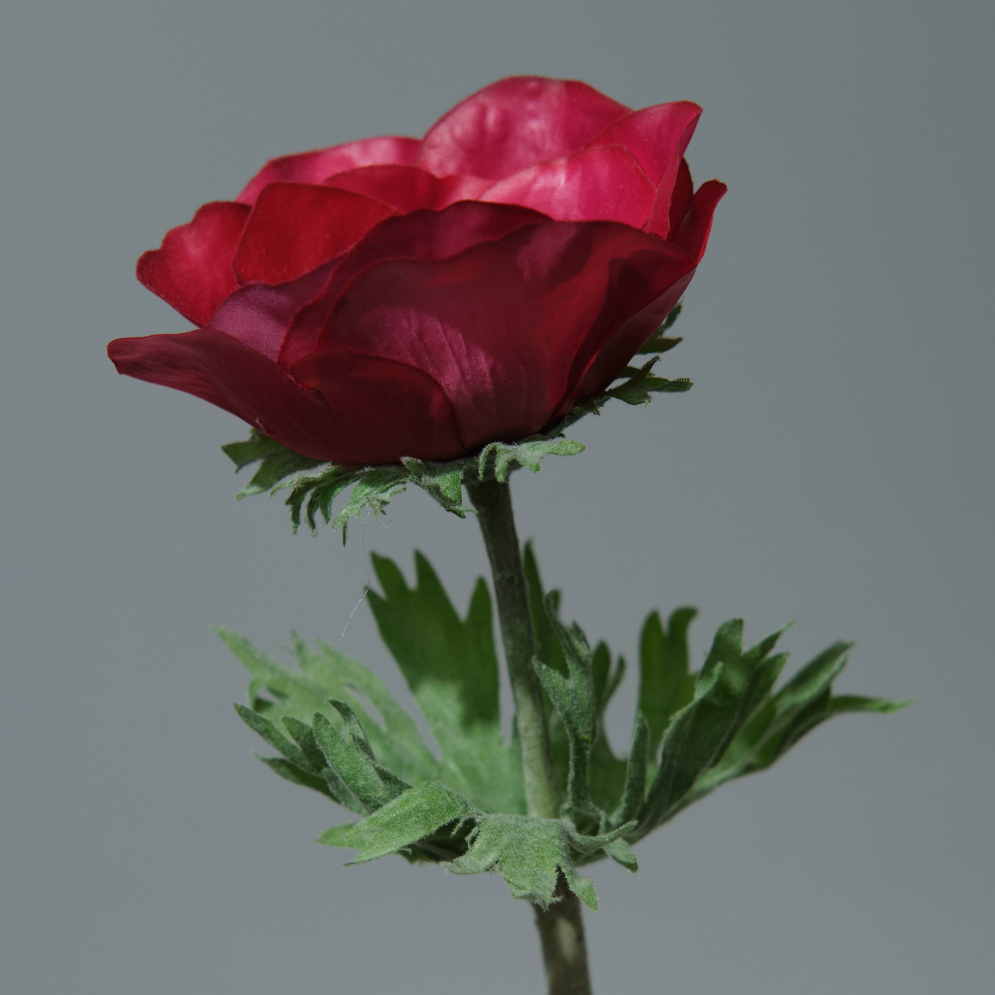 Anemon Beauty - FLORISSMA