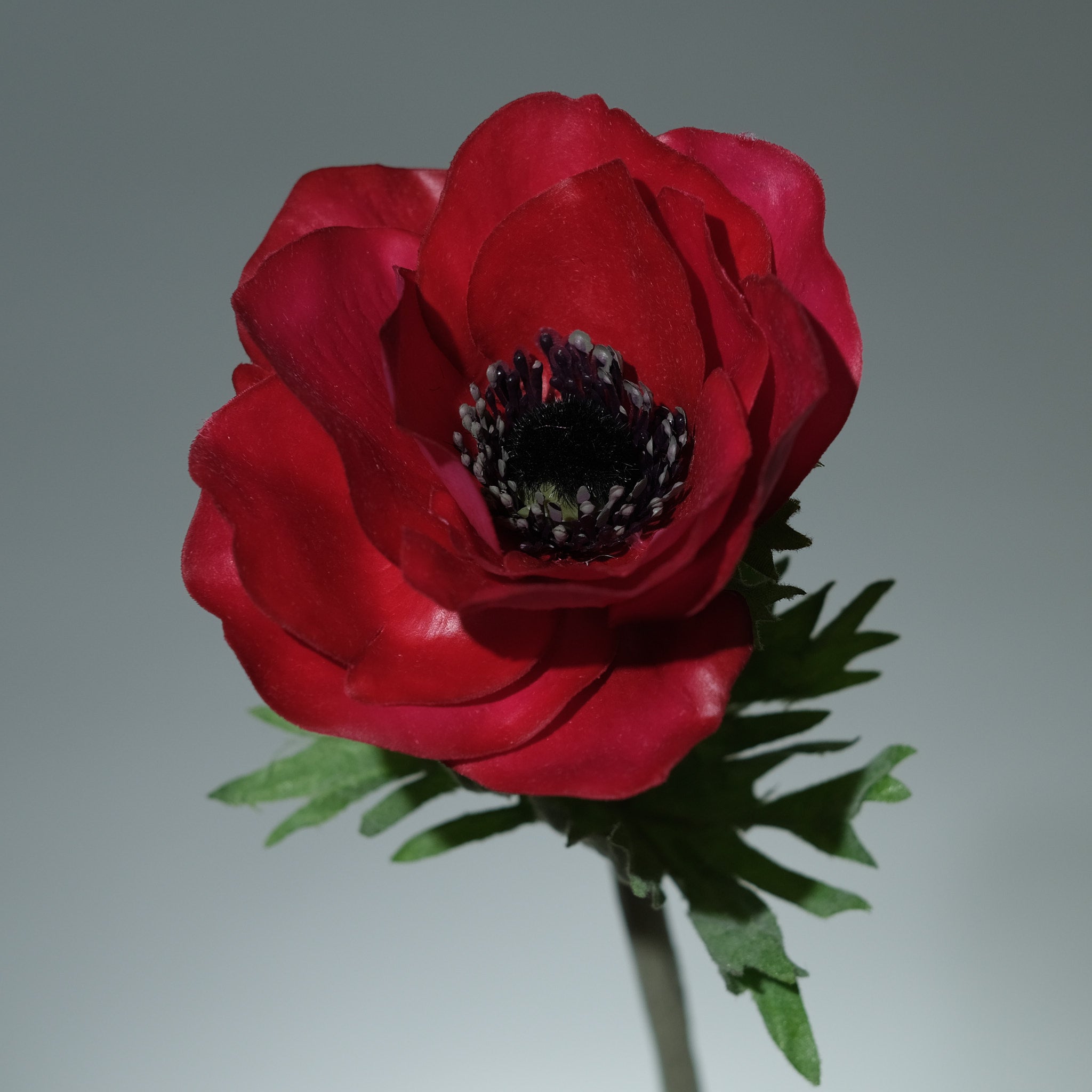 Anemon Beauty - FLORISSMA