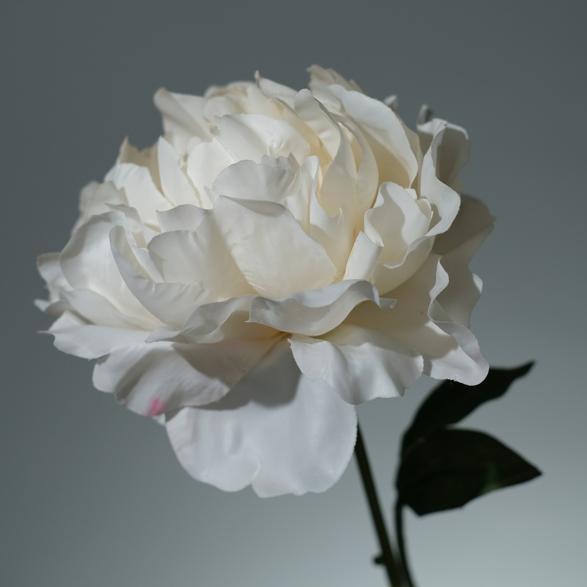 Pion Cremé Utslagen - FLORISSMA