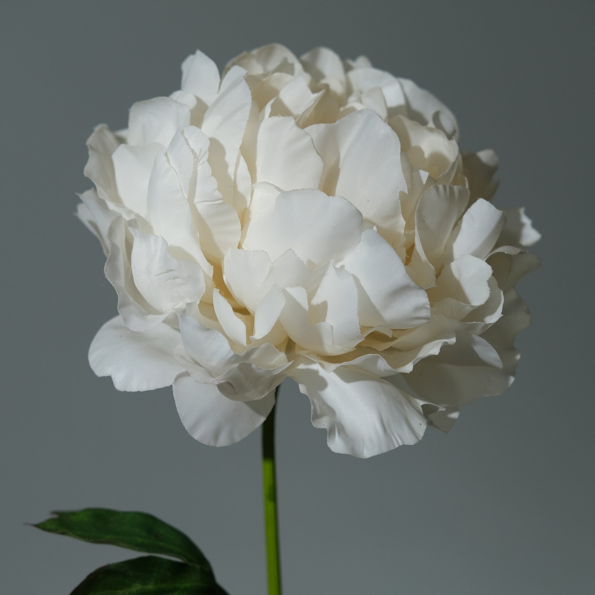 Pion Cremé Utslagen - FLORISSMA