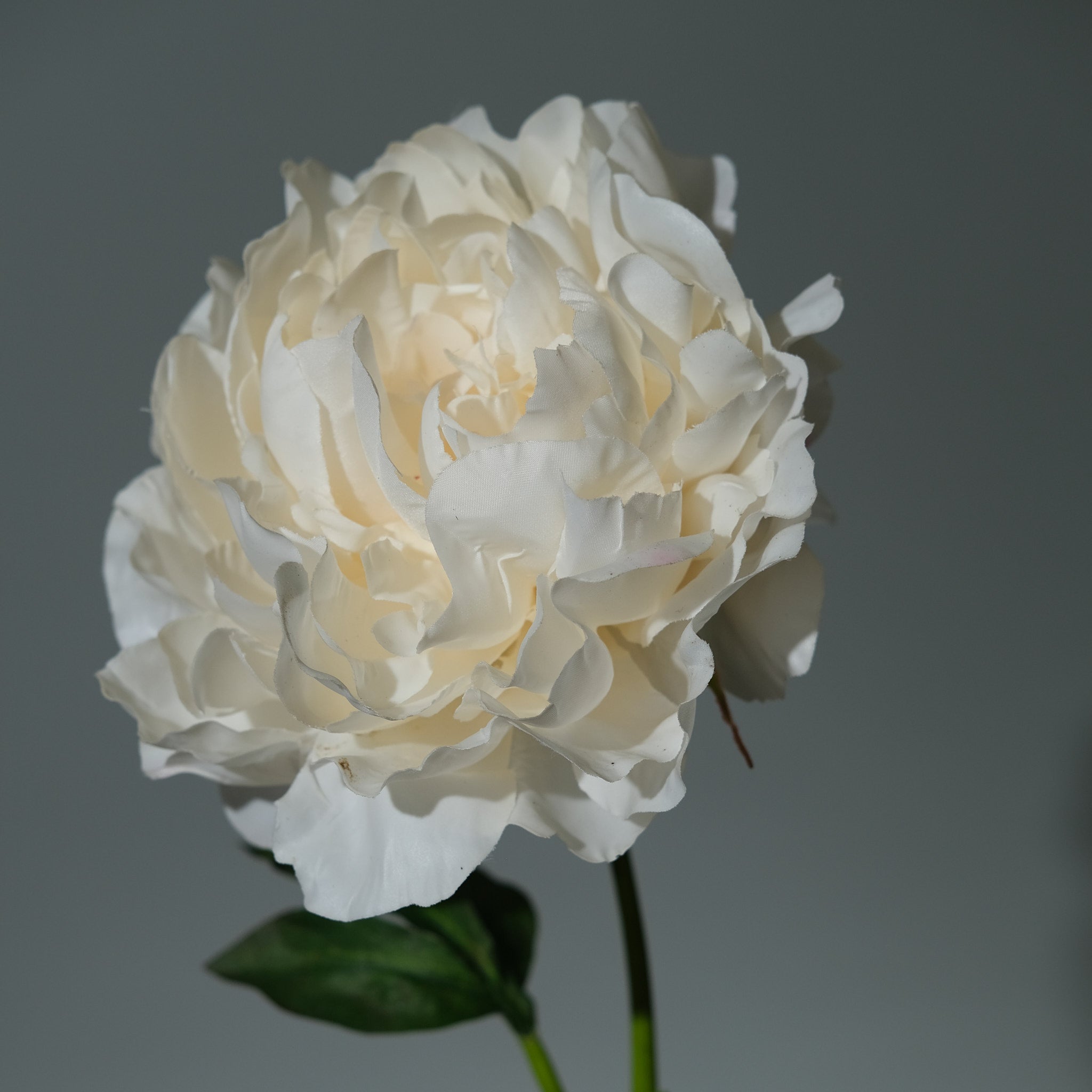Pion Cremé Utslagen - FLORISSMA
