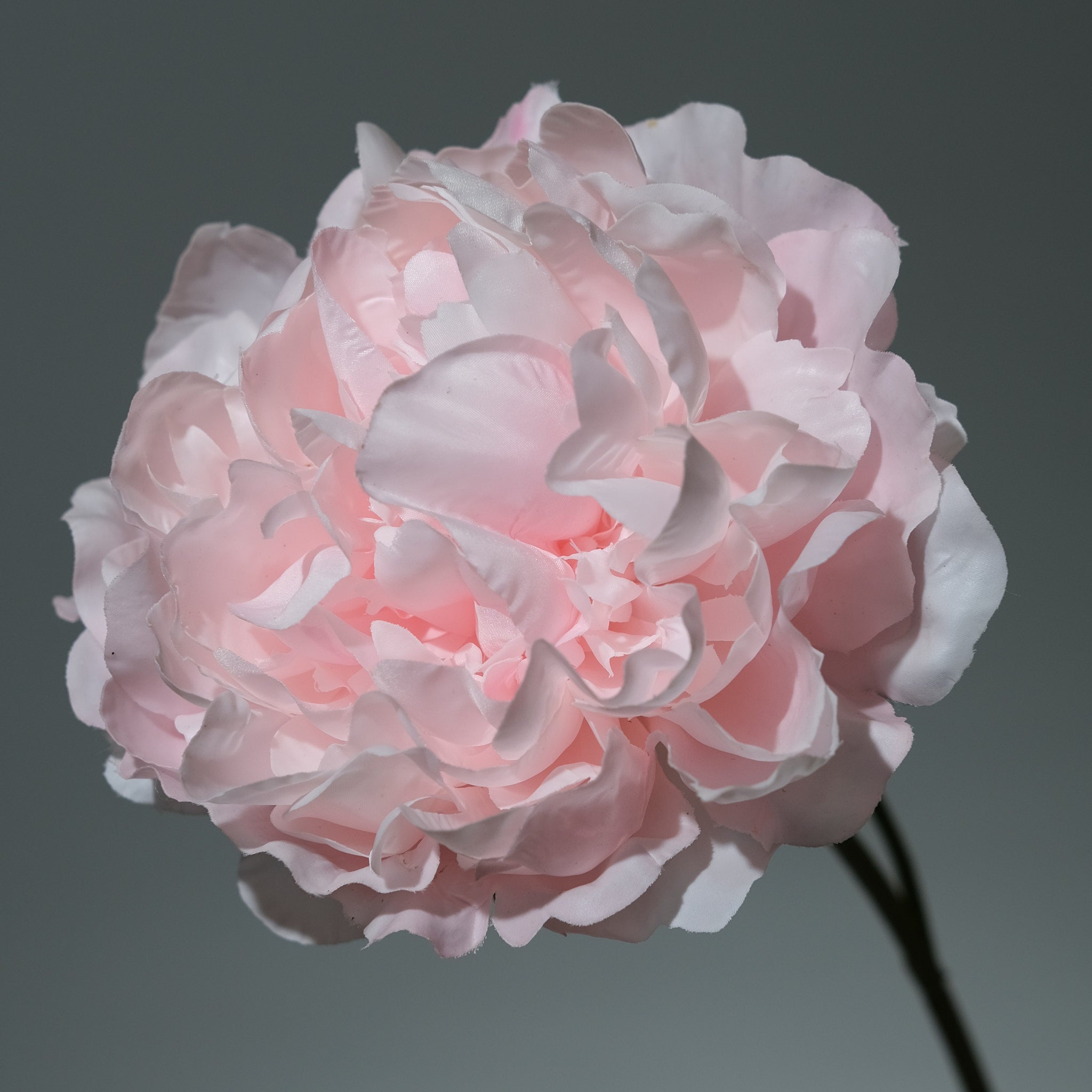 Pion Ljusrosa Utslagen - FLORISSMA
