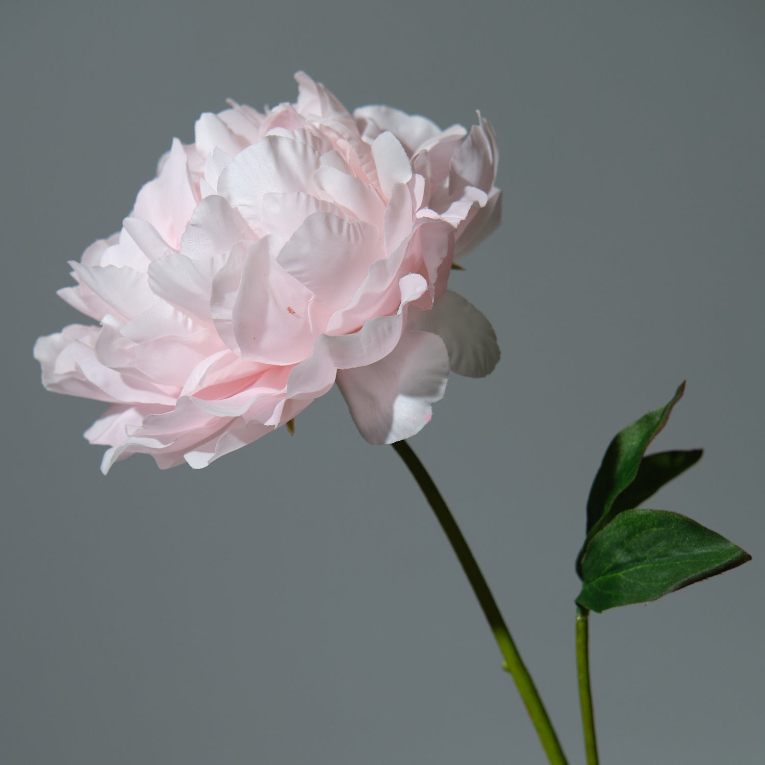 Pion Ljusrosa Utslagen - FLORISSMA