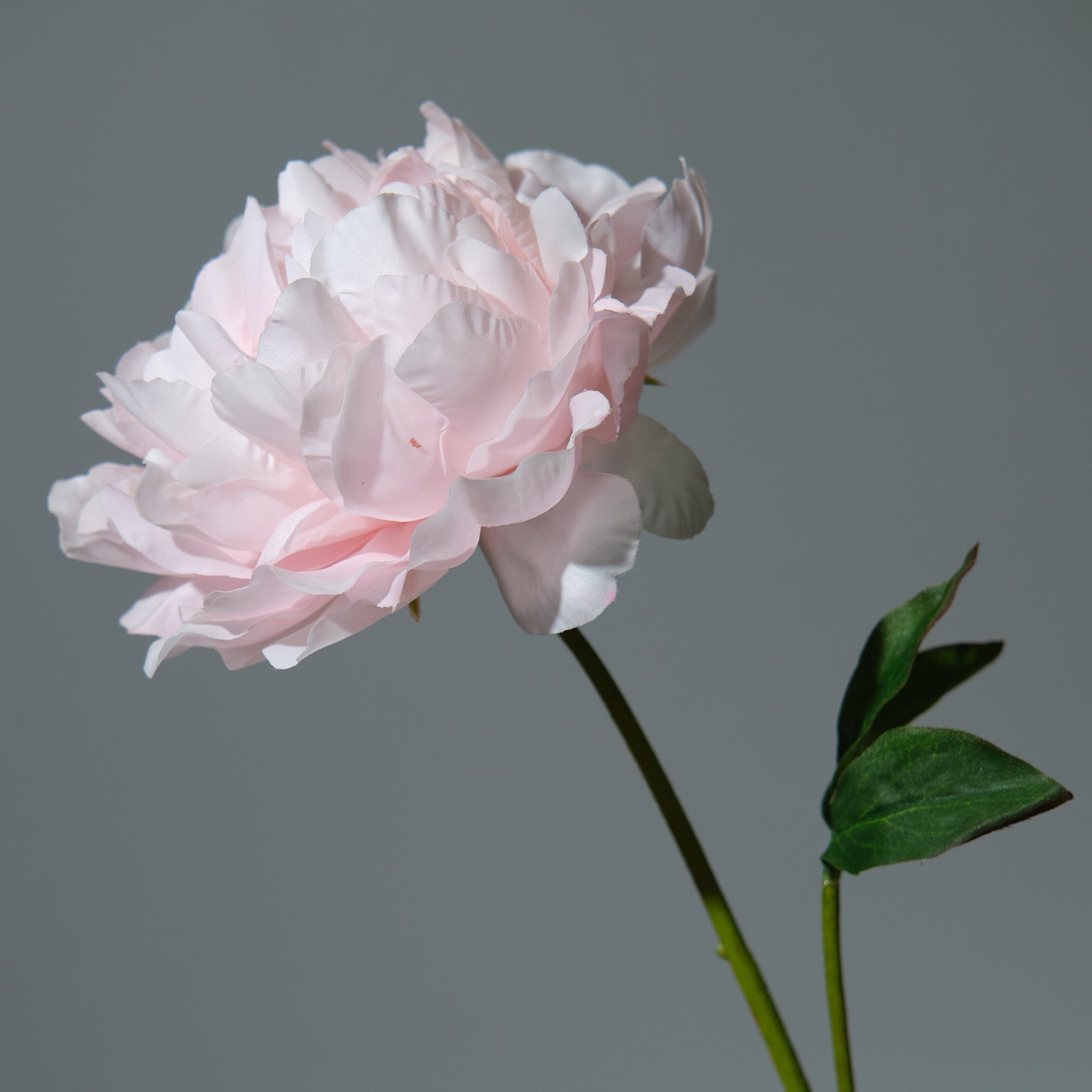 Pion Ljusrosa Utslagen - FLORISSMA