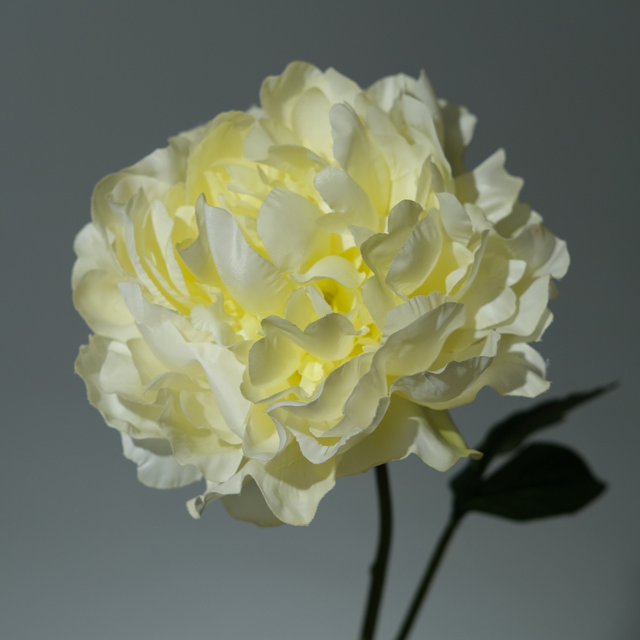 Pion Ljusgul Utslagen - FLORISSMA