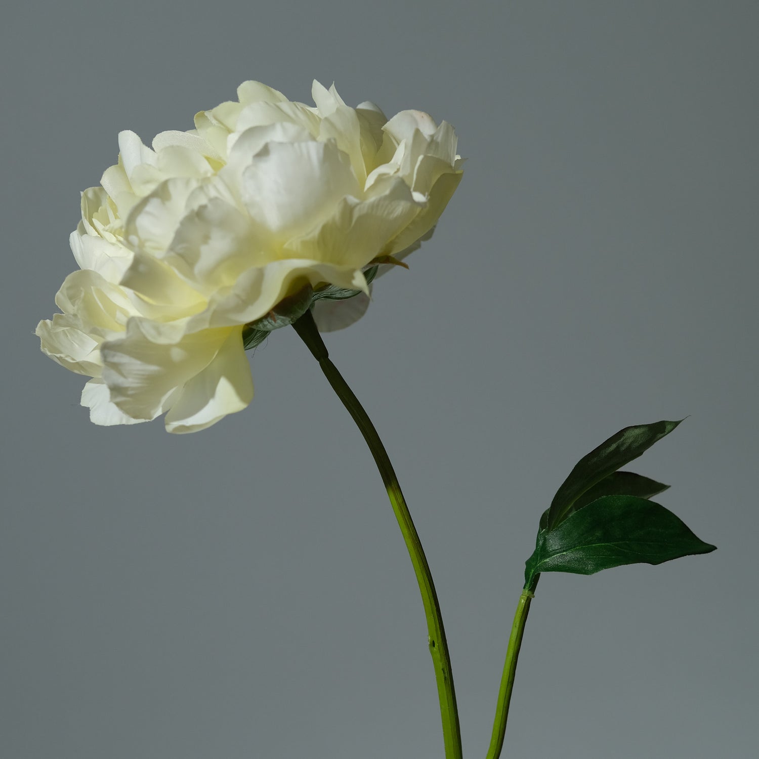 Pion Ljusgul Utslagen - FLORISSMA