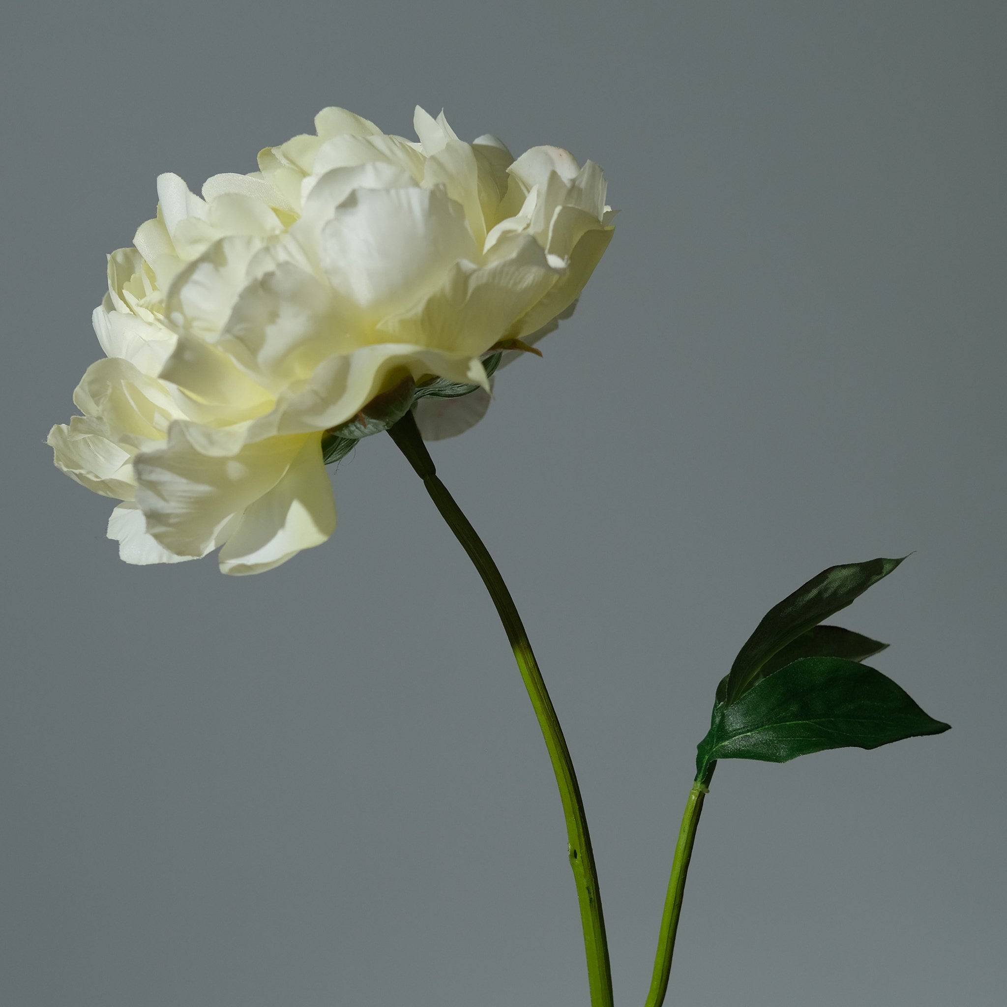 Pion Ljusgul Utslagen - FLORISSMA