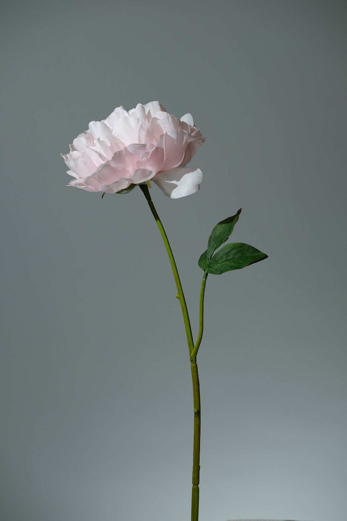 Pion Ljusrosa Utslagen - FLORISSMA