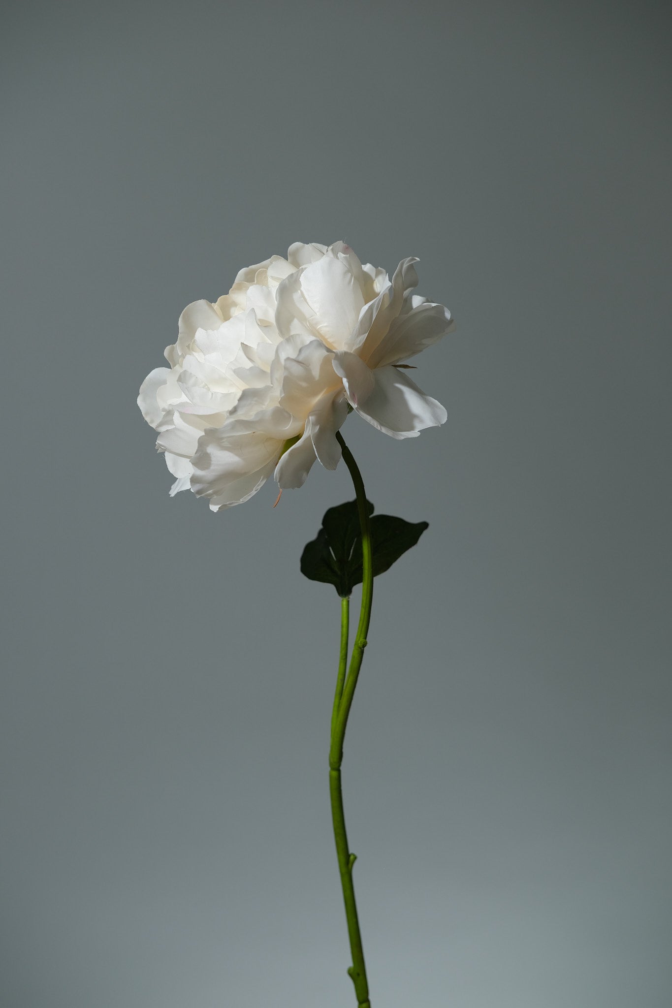 Pion Cremé Utslagen - FLORISSMA