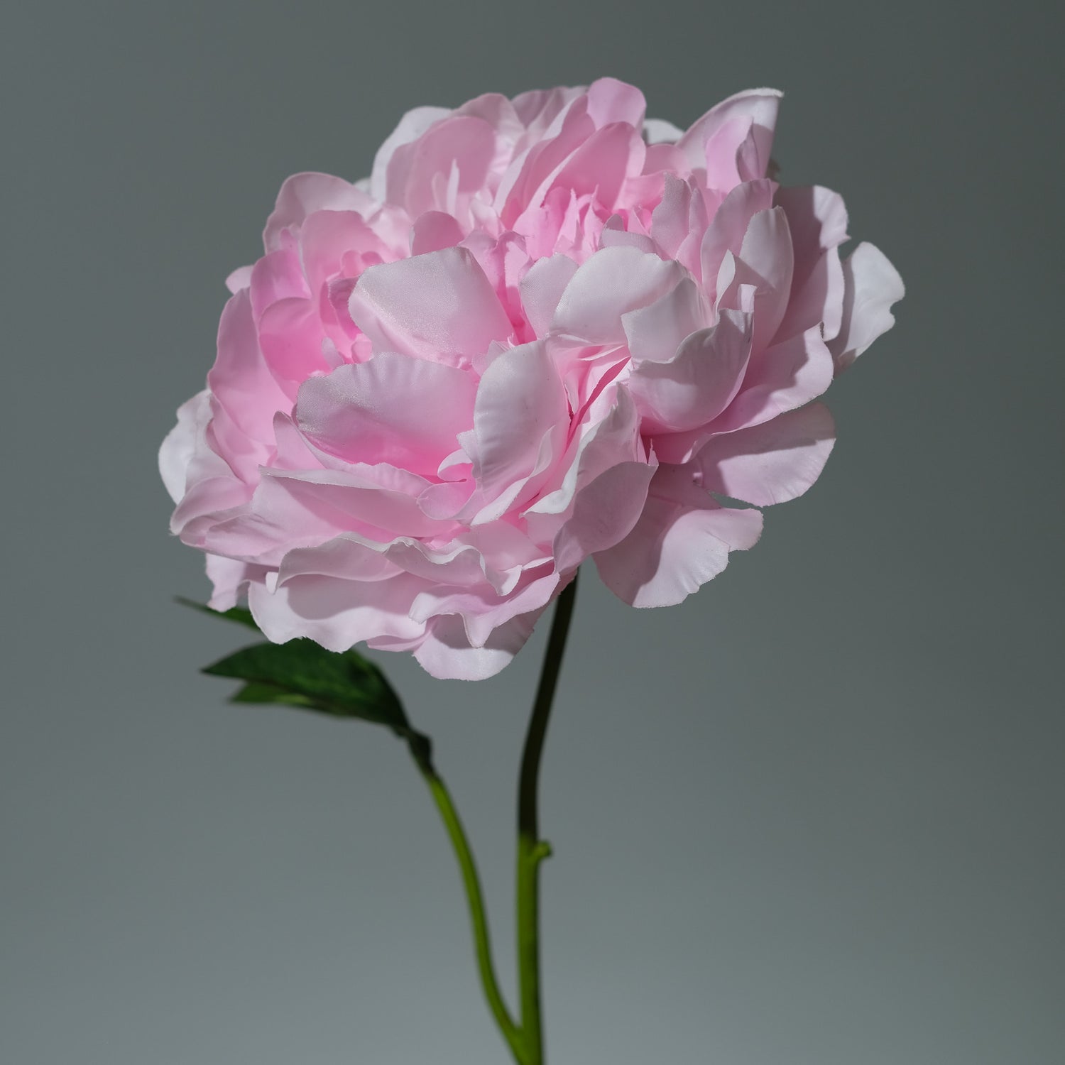 Pion Rosa Utslagen - FLORISSMA