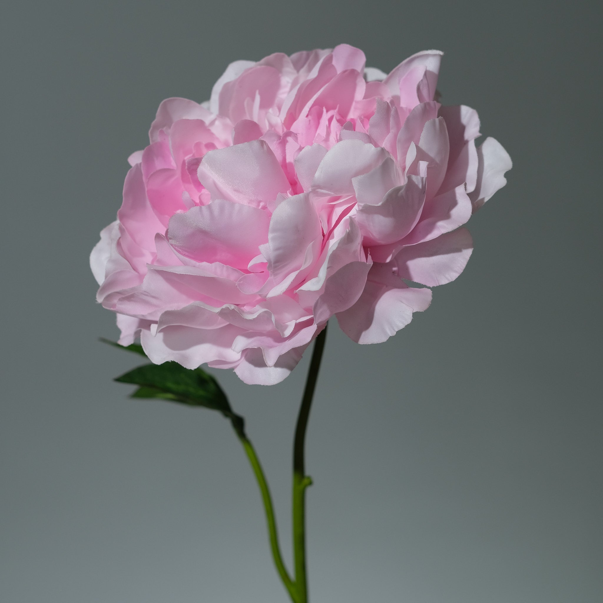 Pion Rosa Utslagen - FLORISSMA