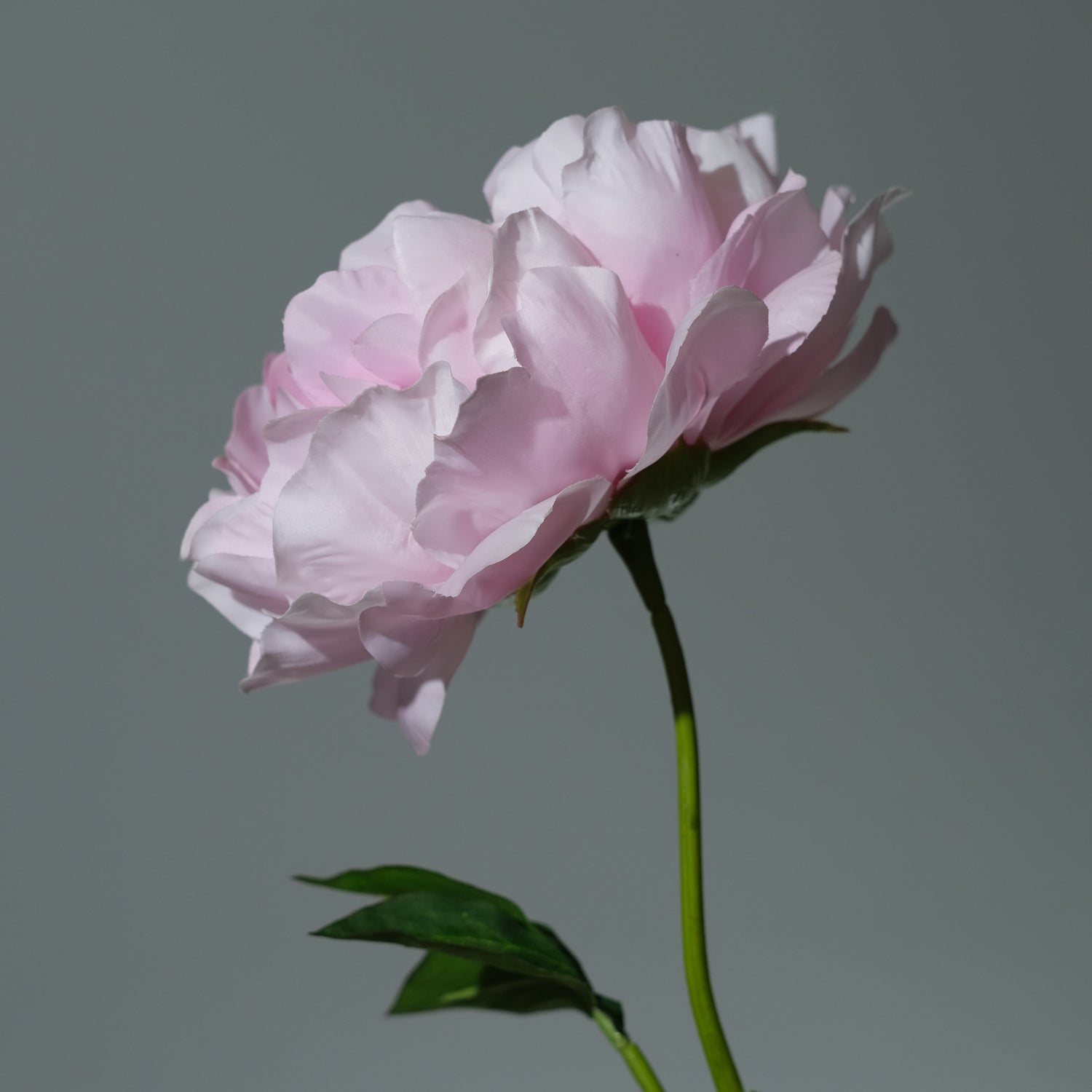 Pion Rosa Utslagen - FLORISSMA