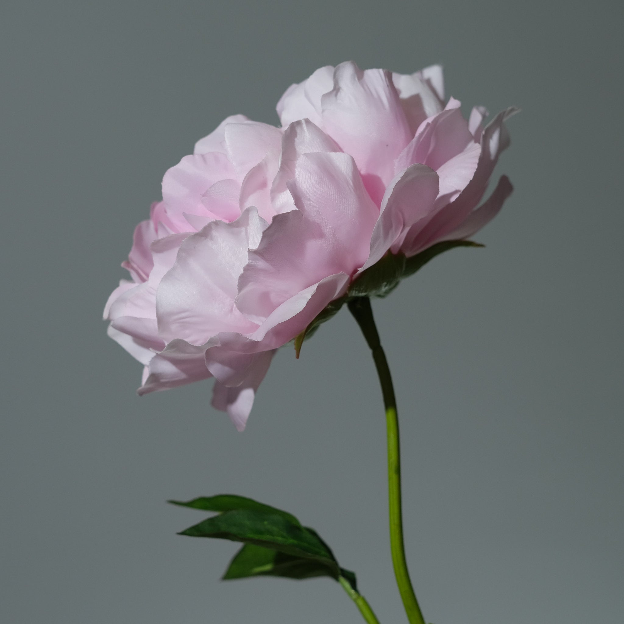 Pion Rosa Utslagen - FLORISSMA