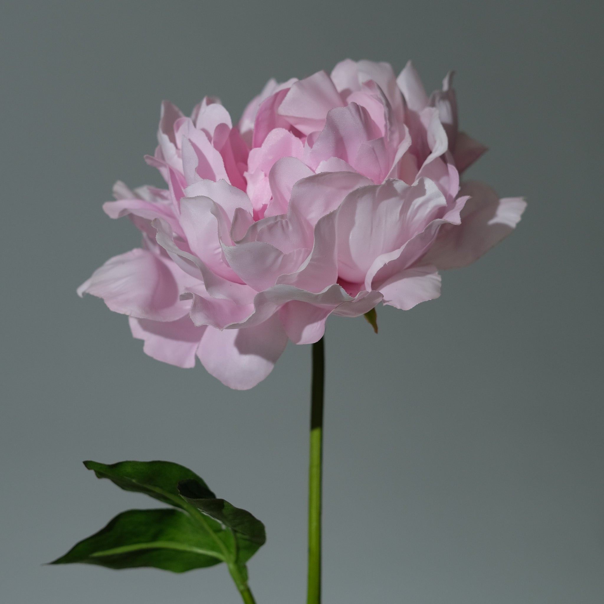 Pion Rosa Utslagen - FLORISSMA