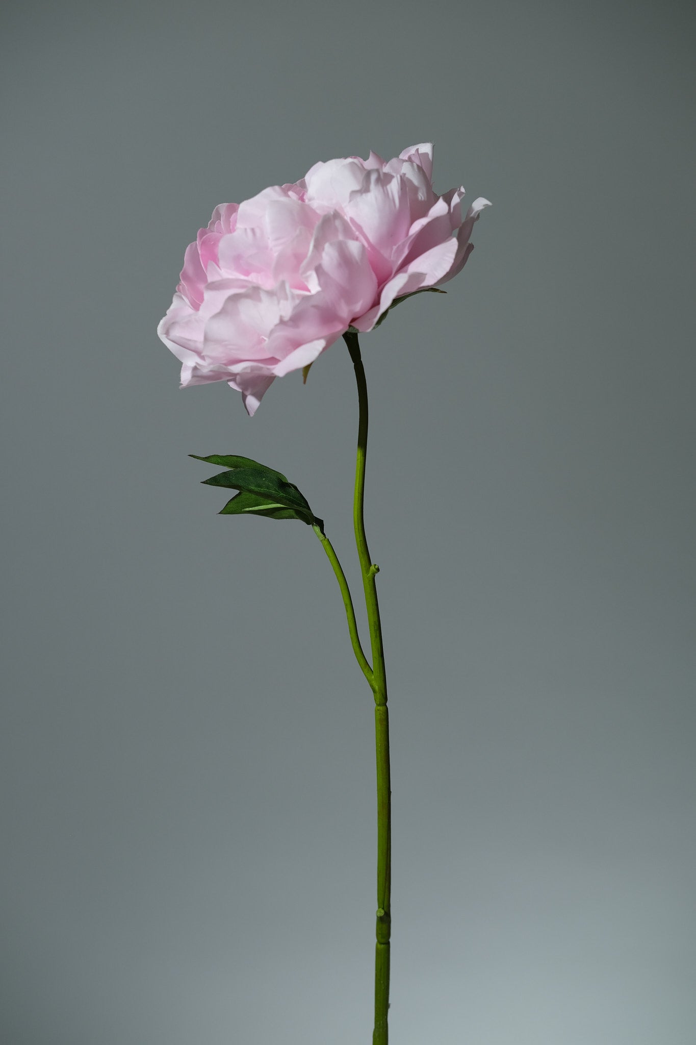 Pion Rosa Utslagen - FLORISSMA