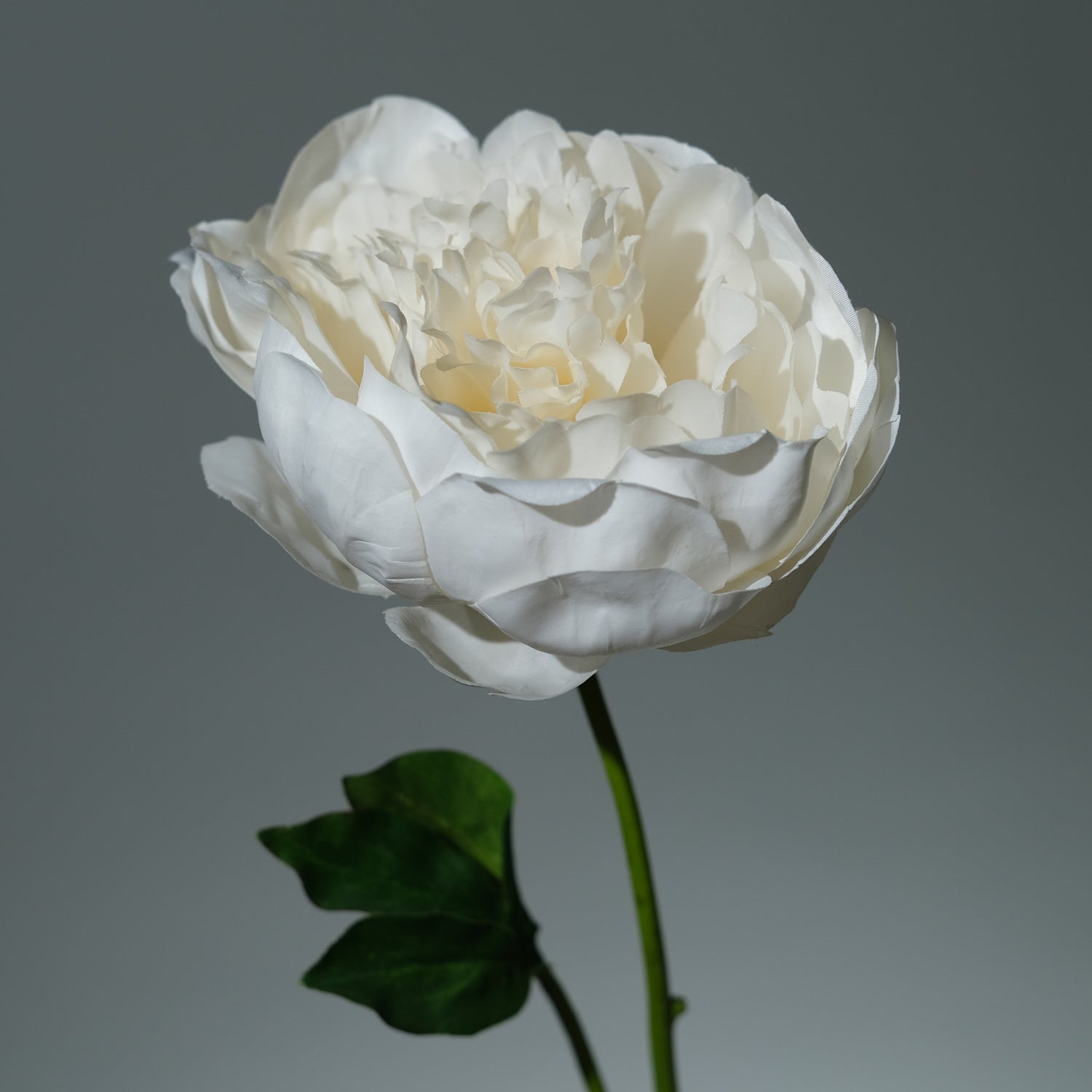 Pion Creamé - FLORISSMA