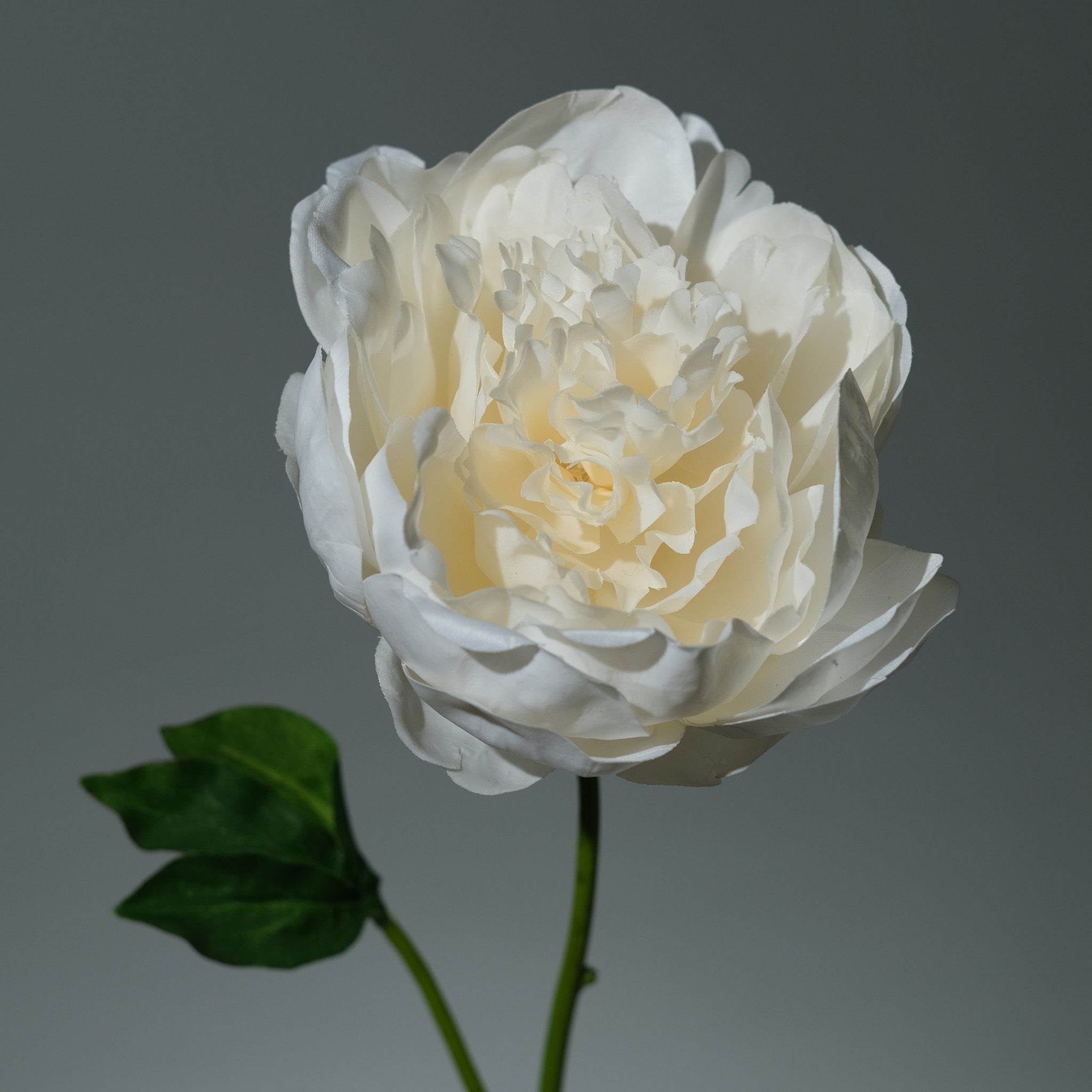 Pion Creamé - FLORISSMA