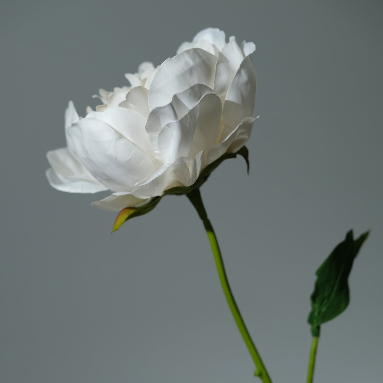 Pion Creamé - FLORISSMA